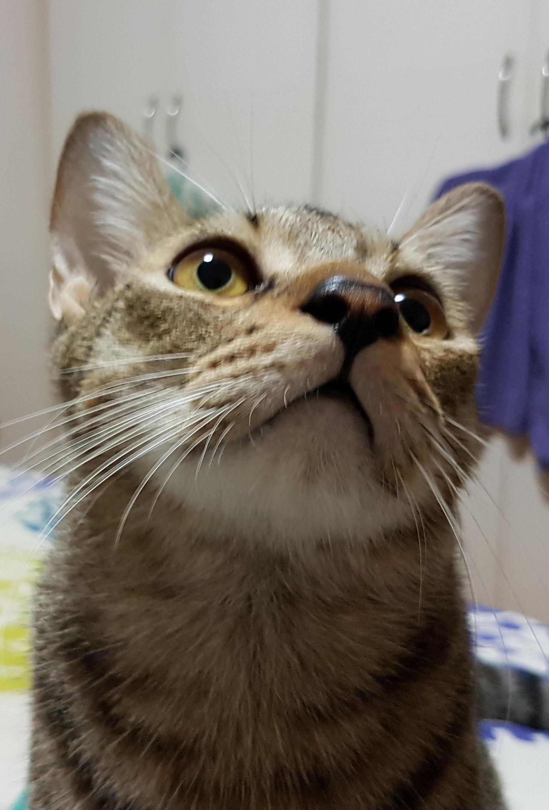 Dusty Reminds Me of Some Disney Character ... or a Thumb. with Ears.