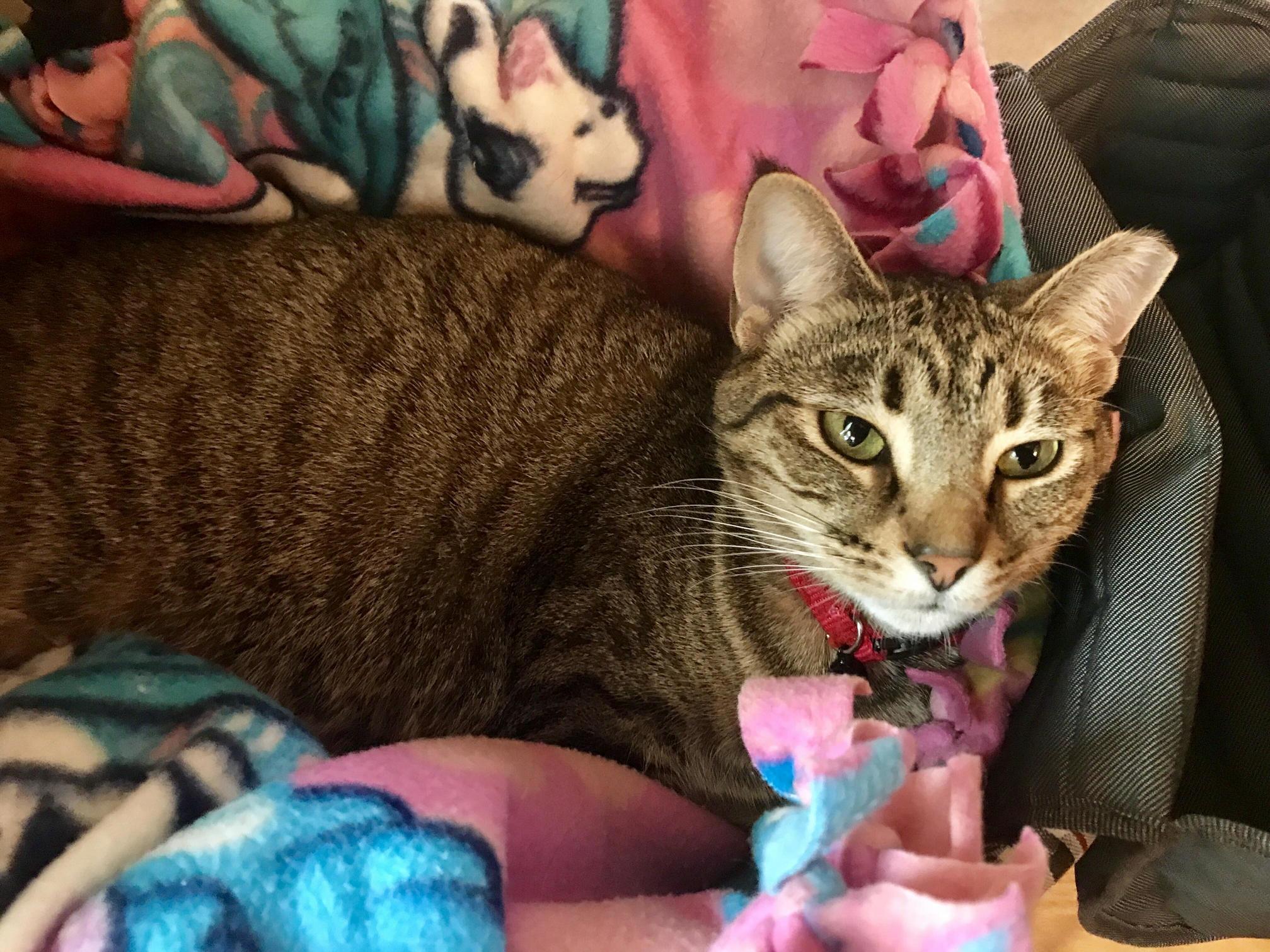 Emerald Likes to Sit in Her Pram