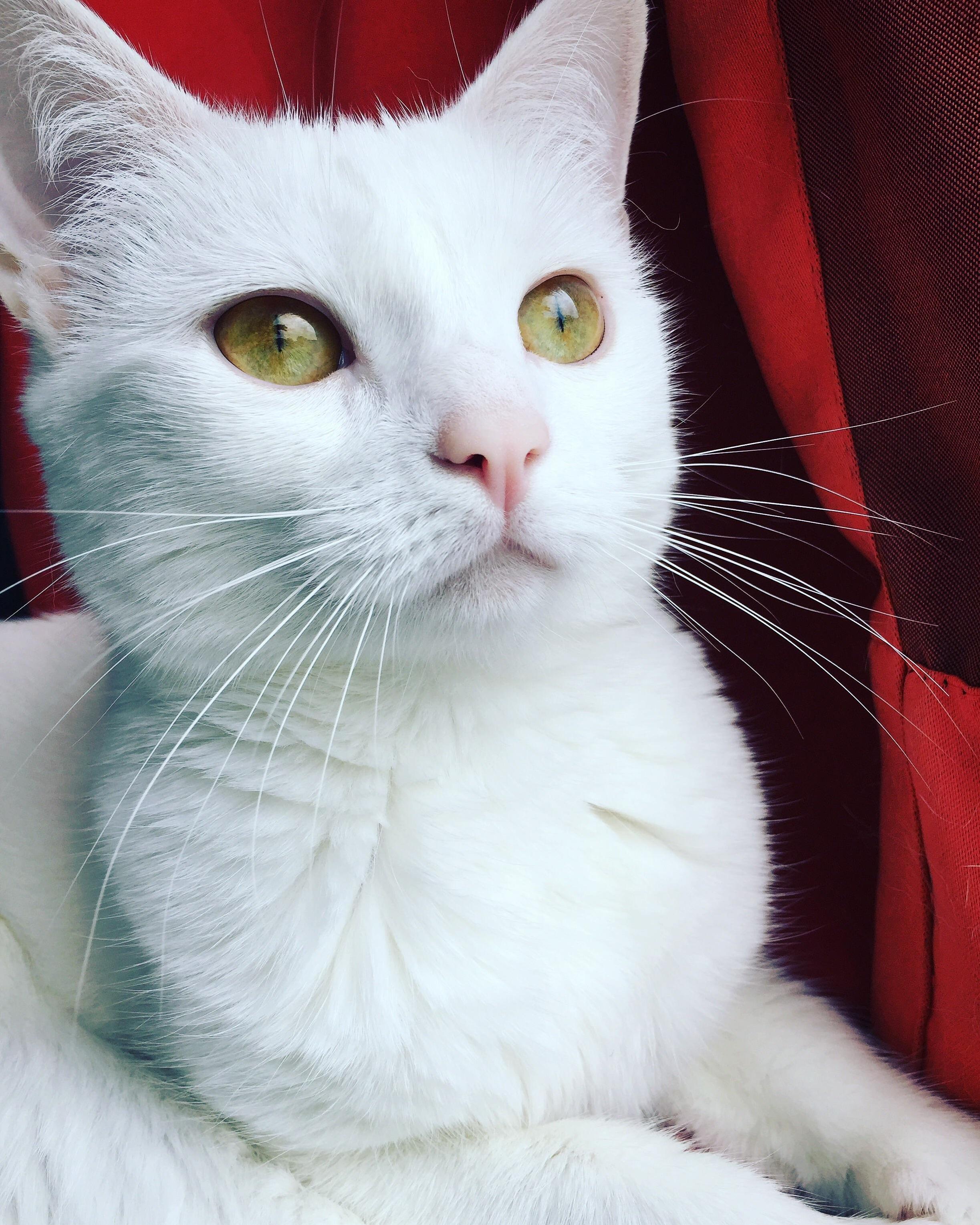 Emma Being a Flawless Supermodel.