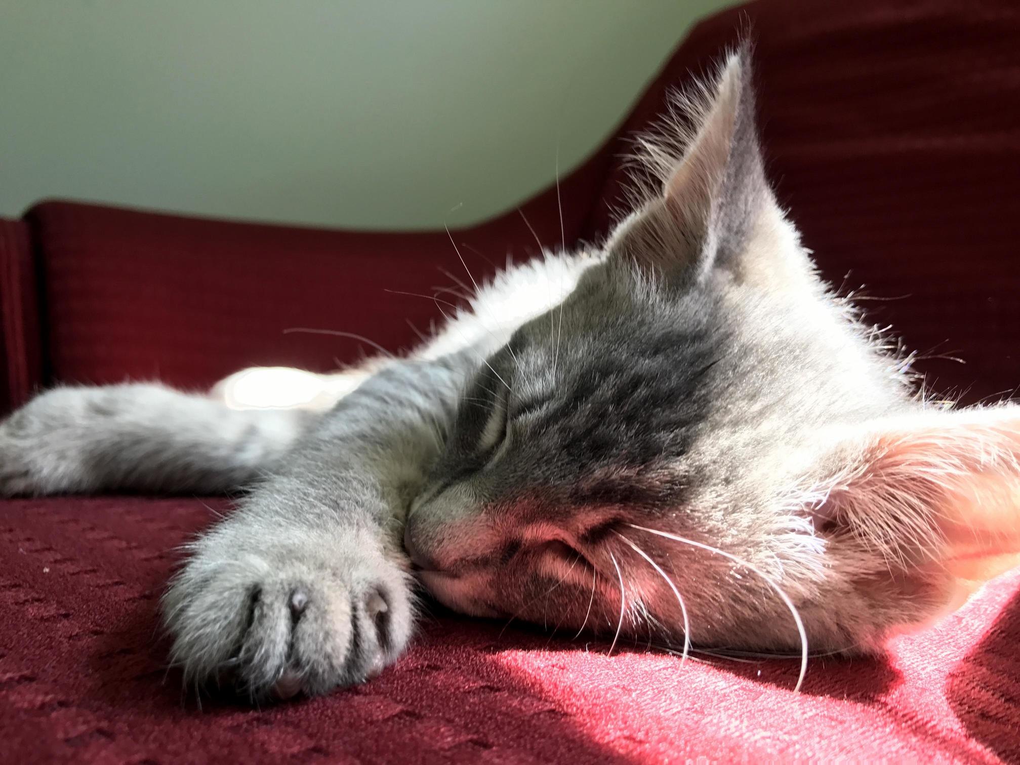 Enjoying the Sun in the Comfort of the Air Conditioned House