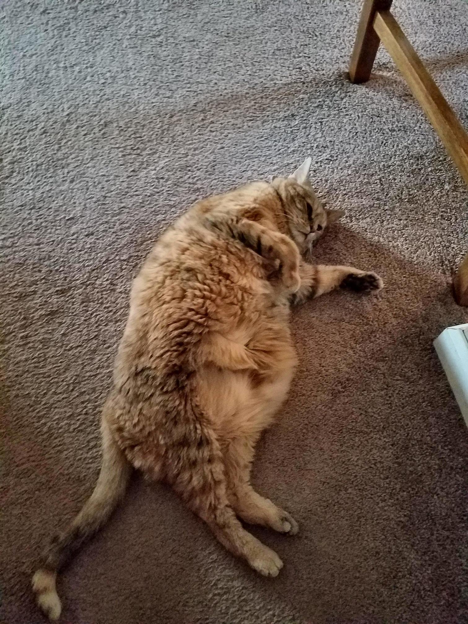Fatniss Had Aspirations of a Kangaroo Life