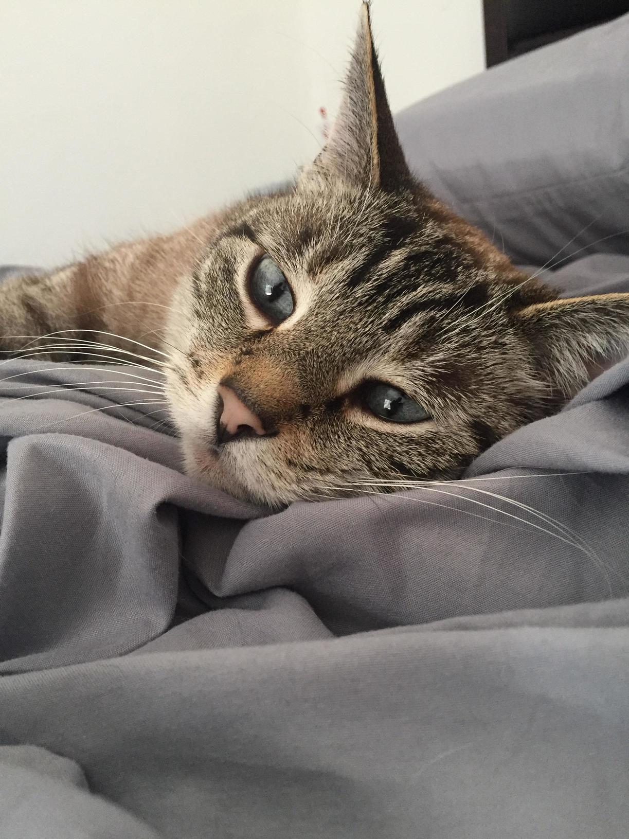 For Five Years This Little Lady Has Been Occupying the Warmest Spots in the Bed and My Heart.