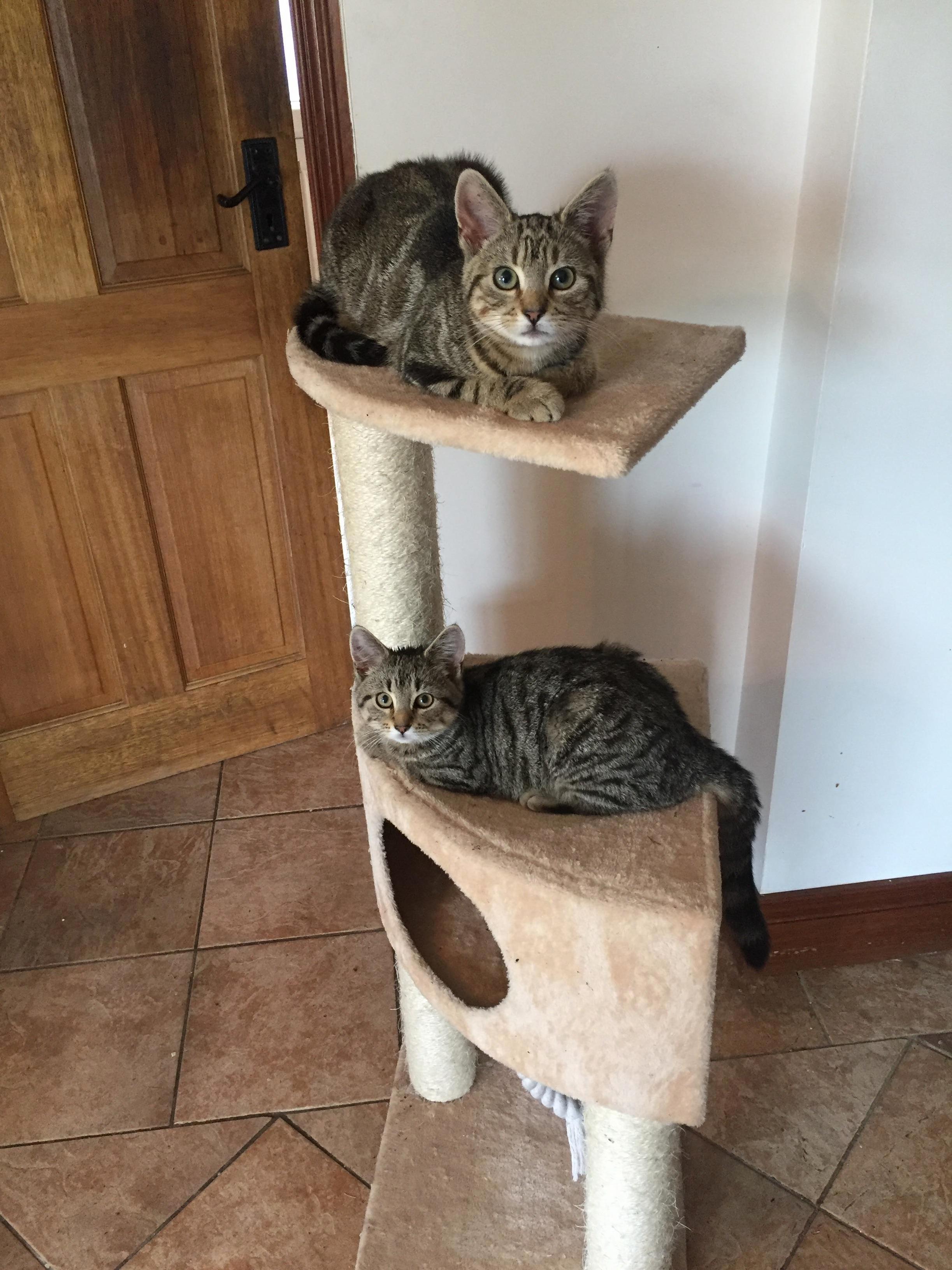 For Once Theyre Not Both Trying to Squeeze Onto the Top Level