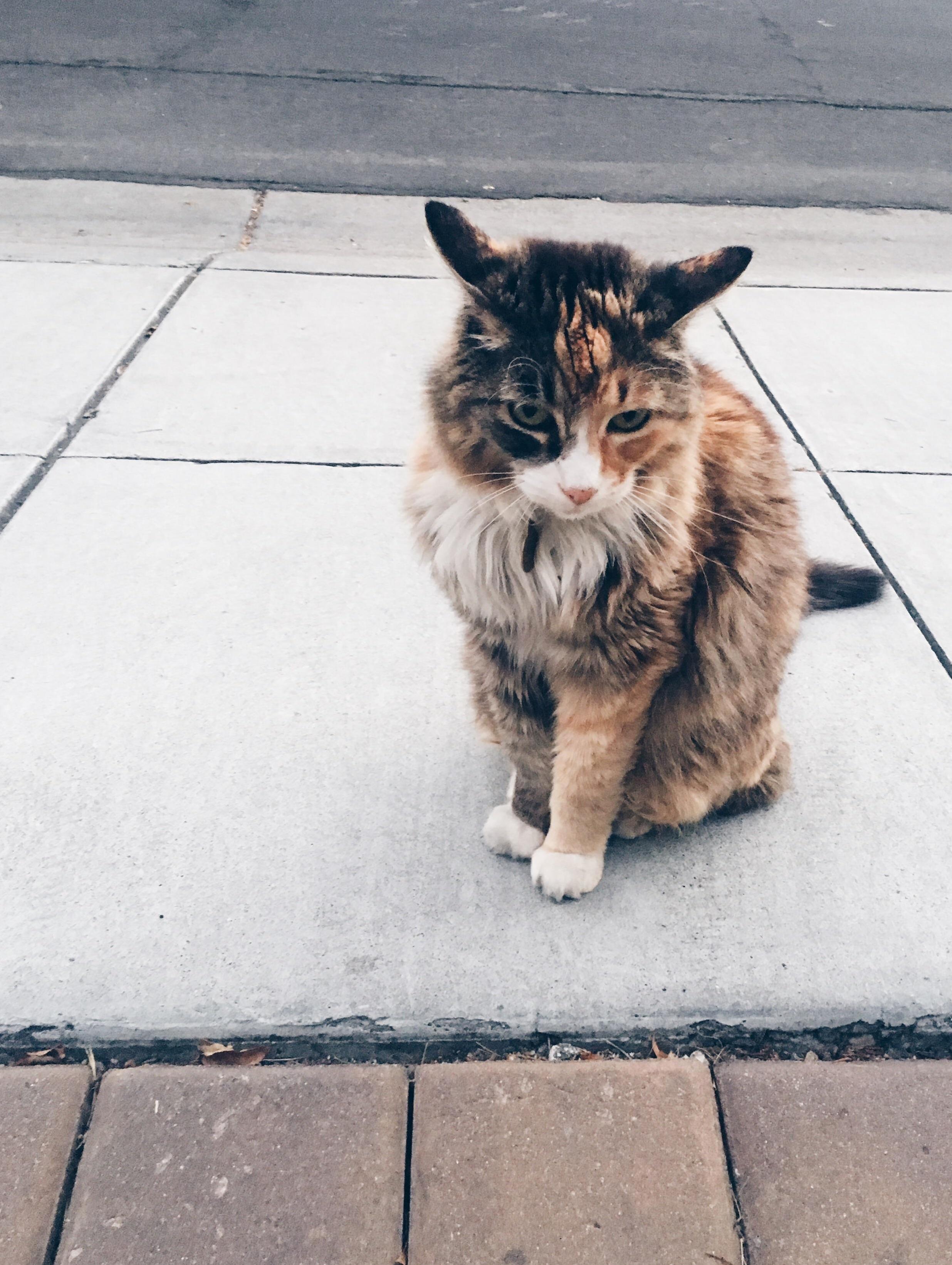 Found This Kitty on My Evening Walk What Kind of Coat Is That