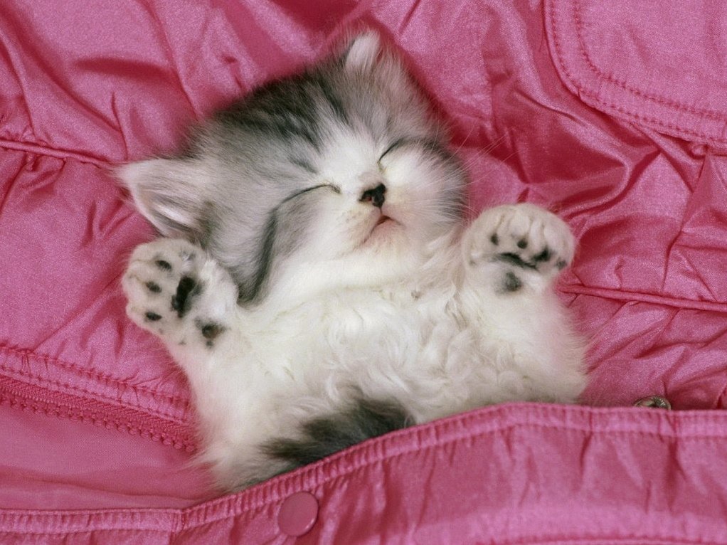 Found This on Intenet She Is So Adorable