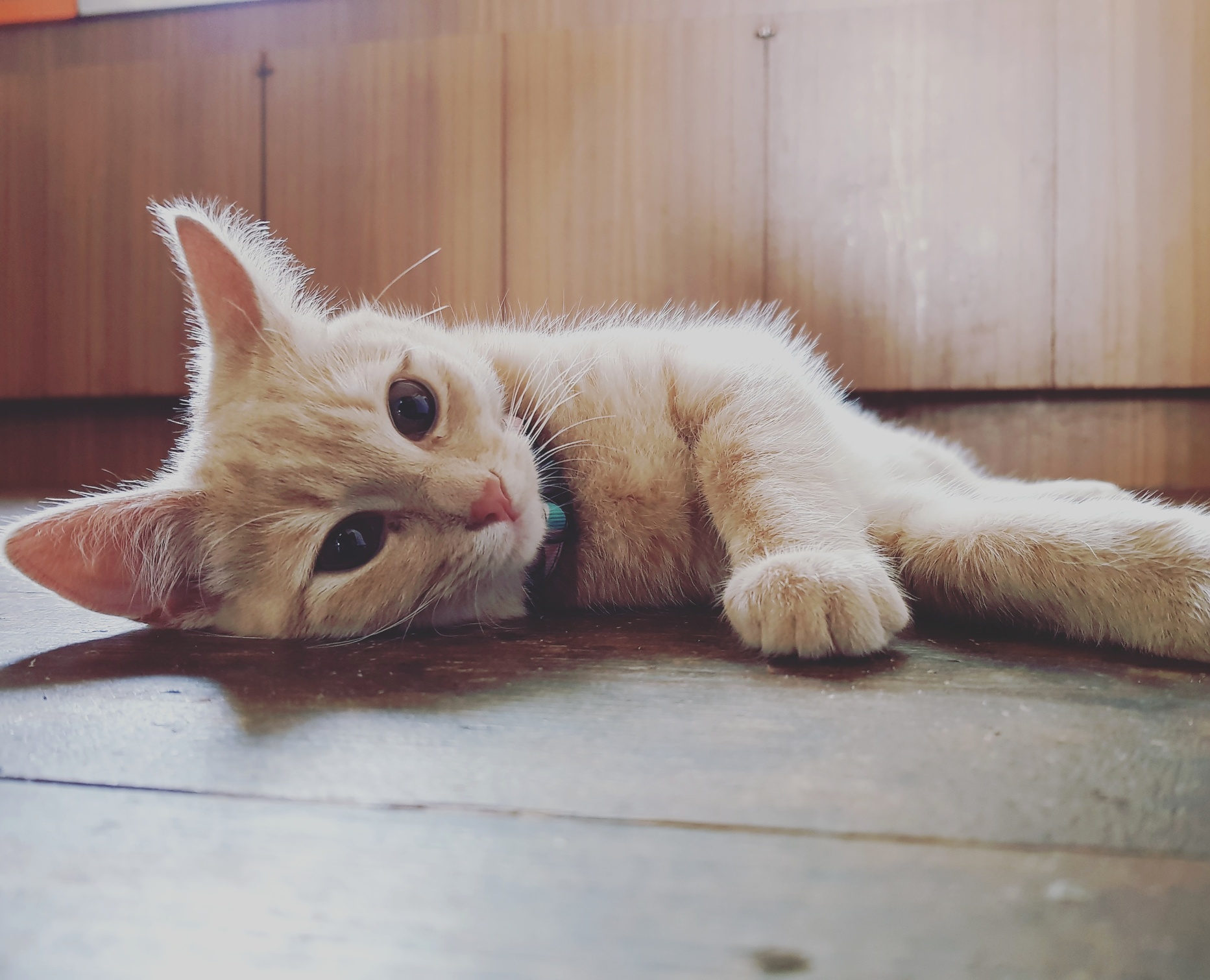 Frankie