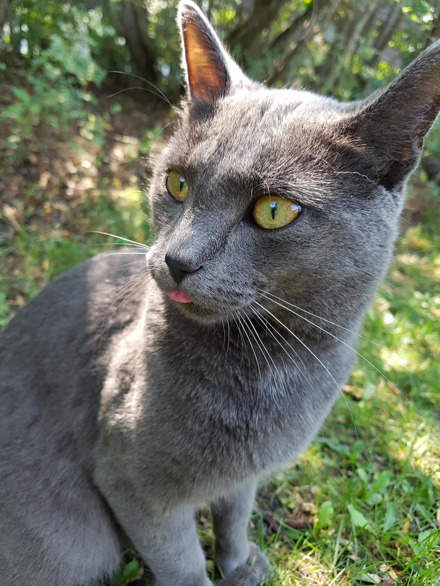 Freaky Kitty.