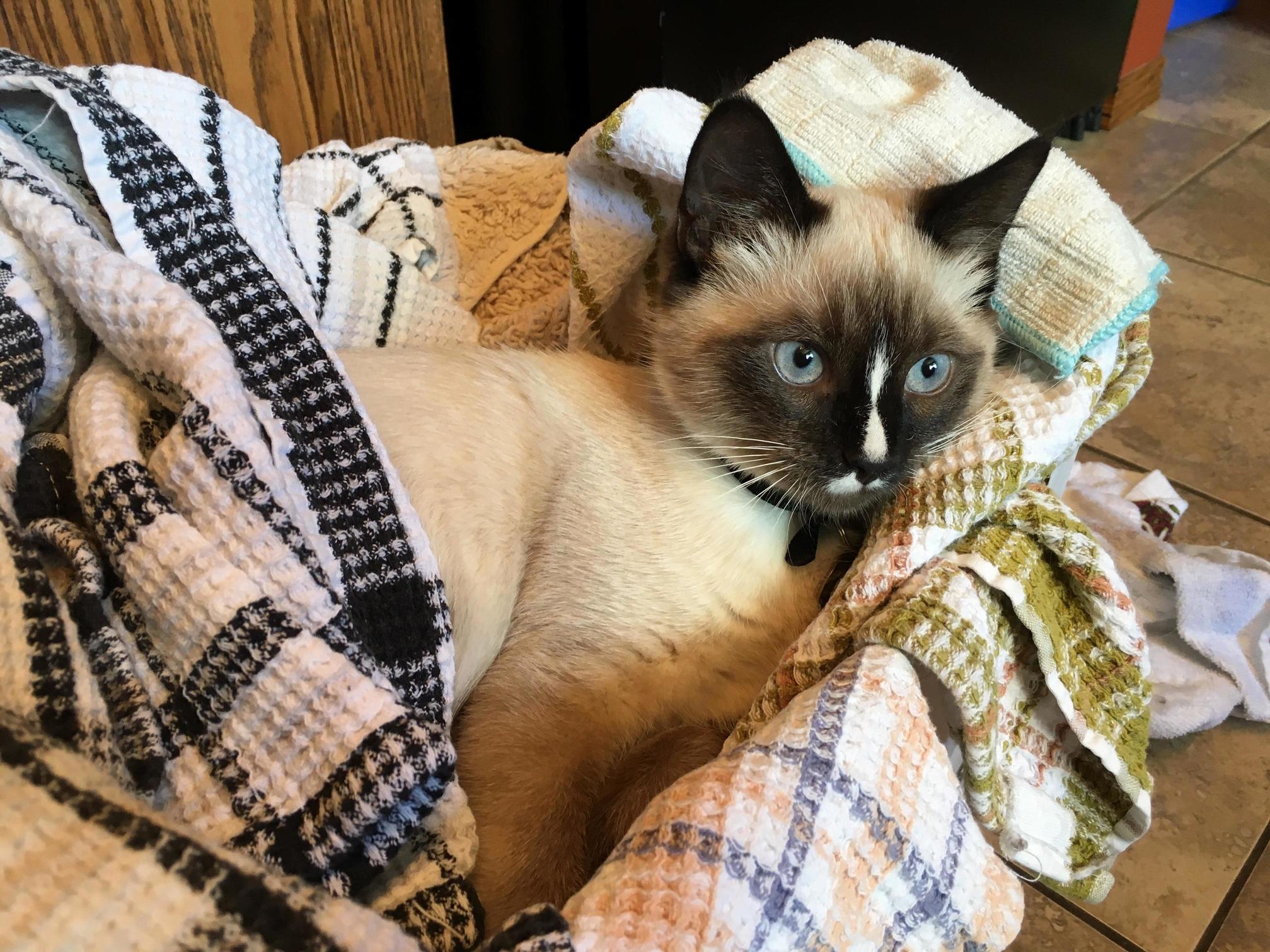 Getting Fur All Over the Clean Towels but I Aint Even Mad