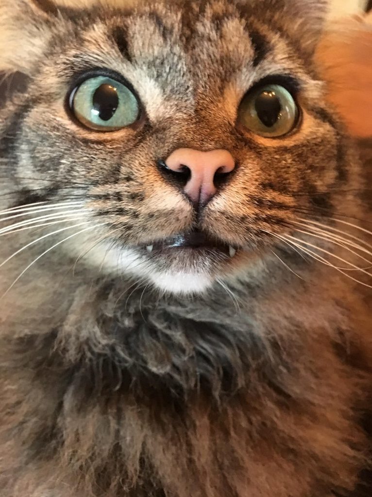 Give Me Pets or I Vill Suck Your Blood