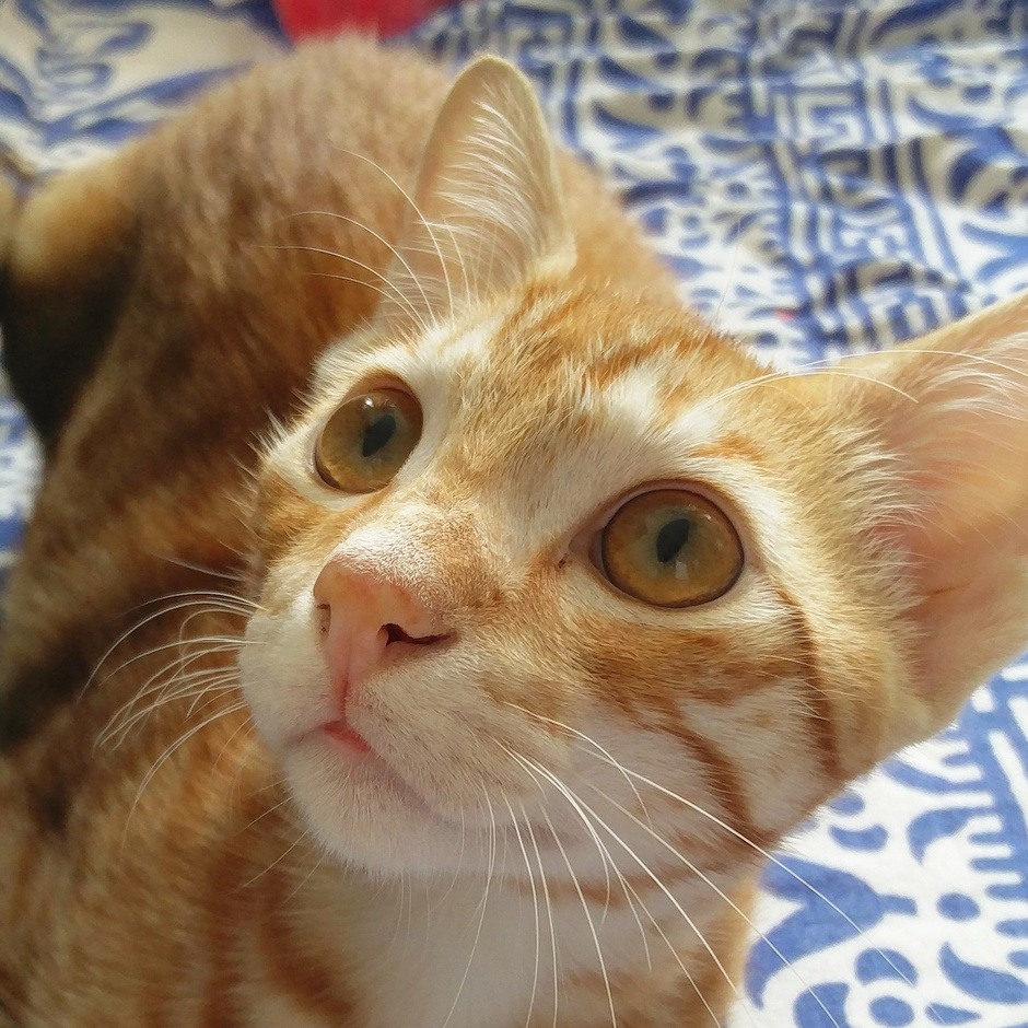 Golden Ball of Fur