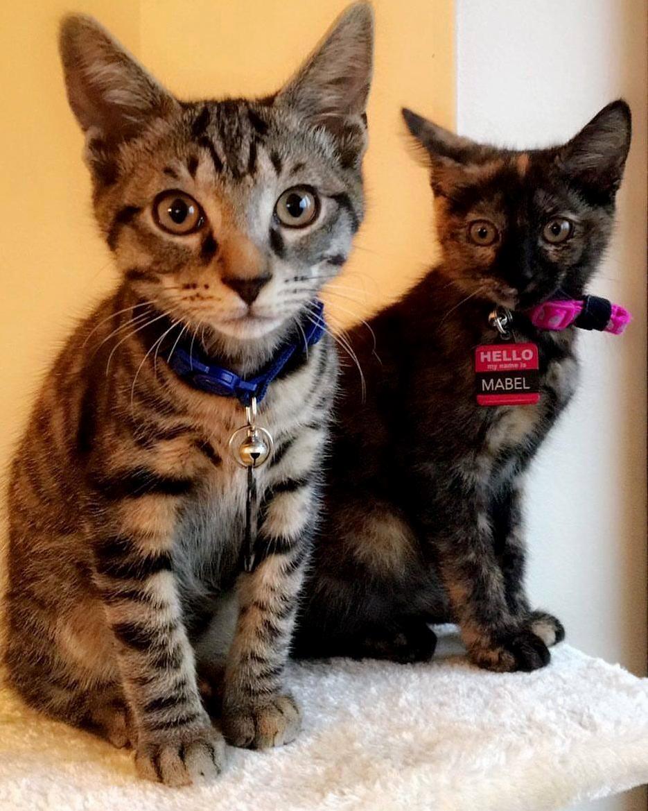 Happy Caturday from Mabel and Dipper