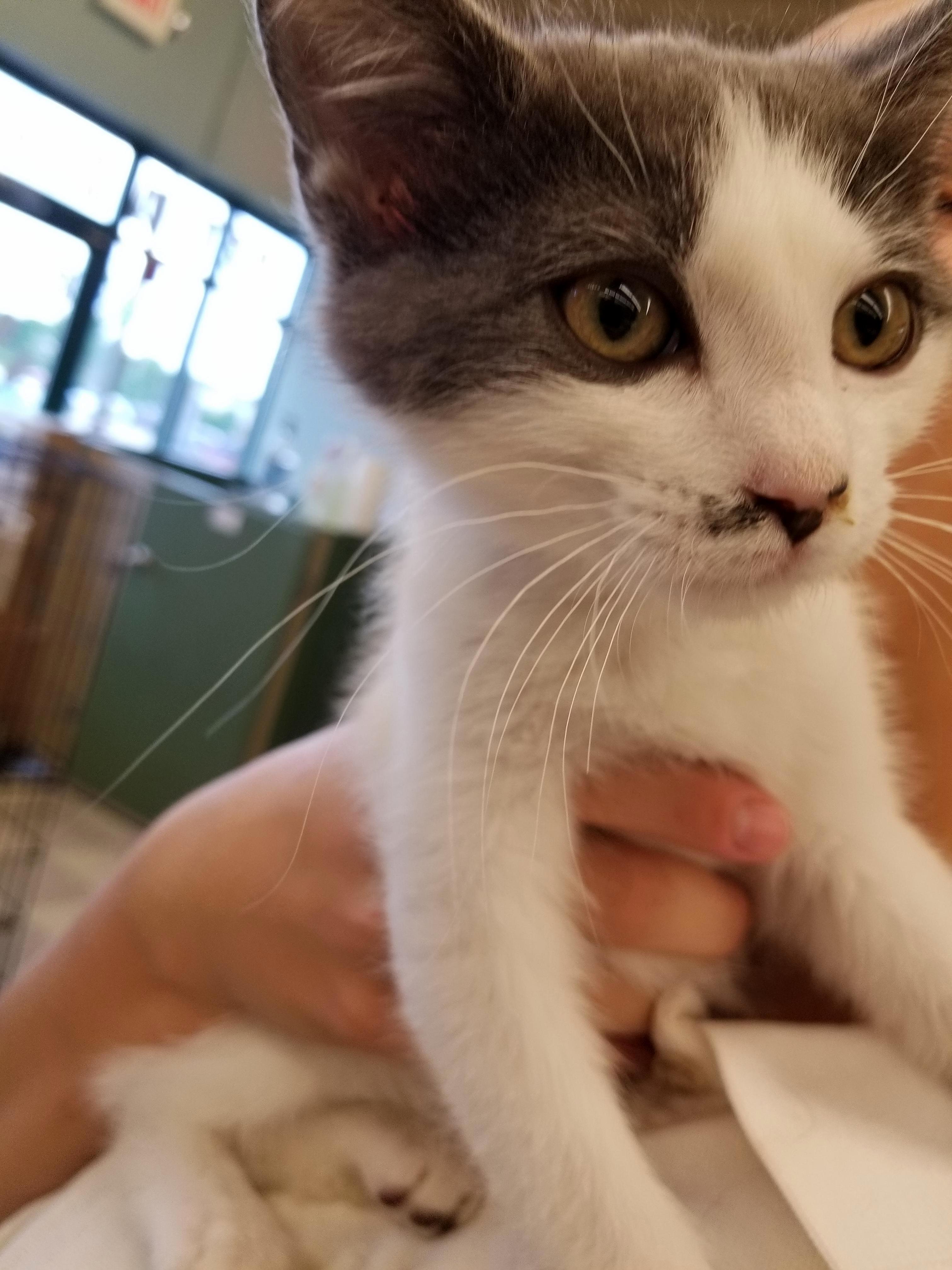 Harley Would Like to Show You His Half Mustache