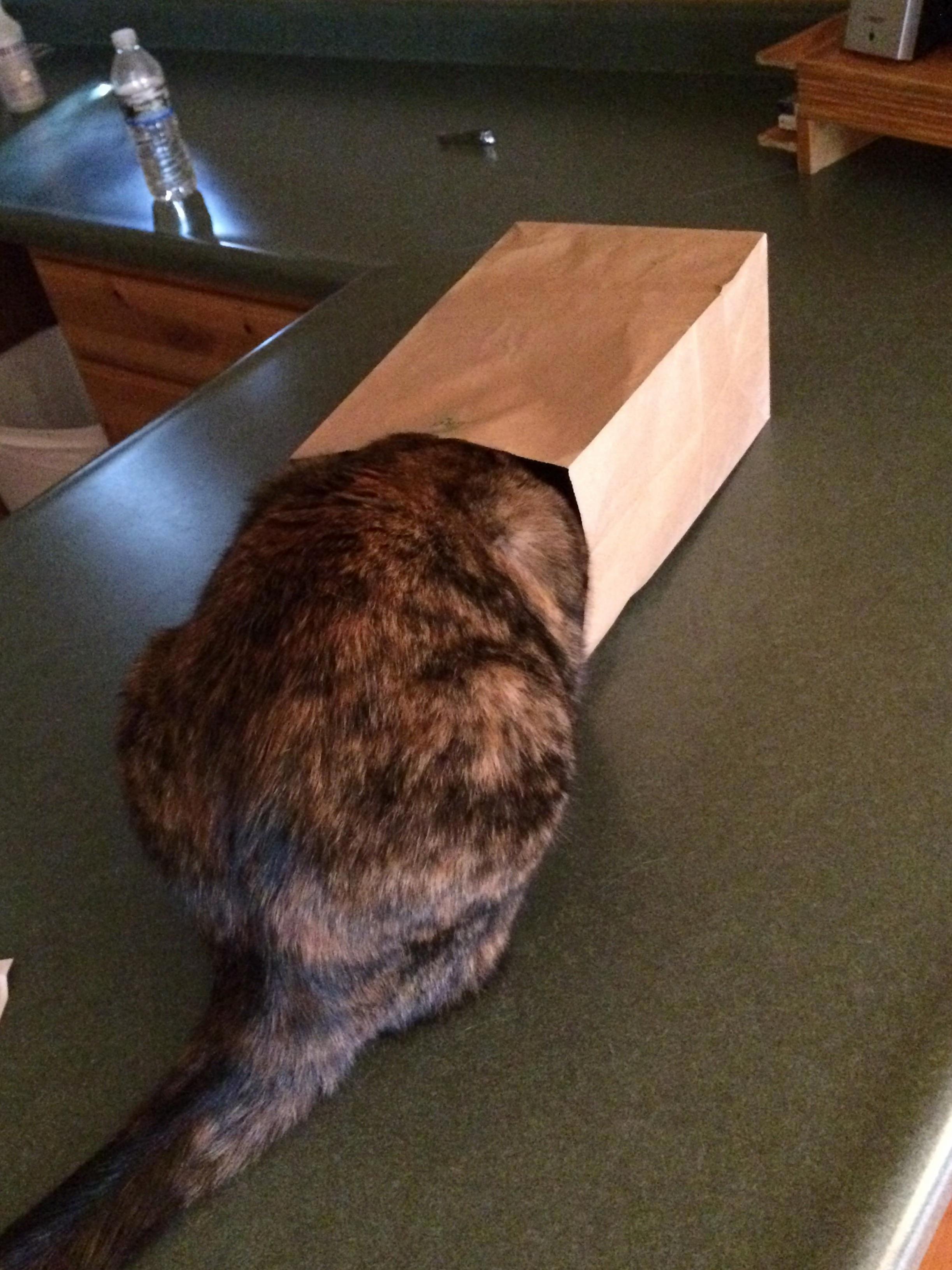 Has Anyone Seen My Cat