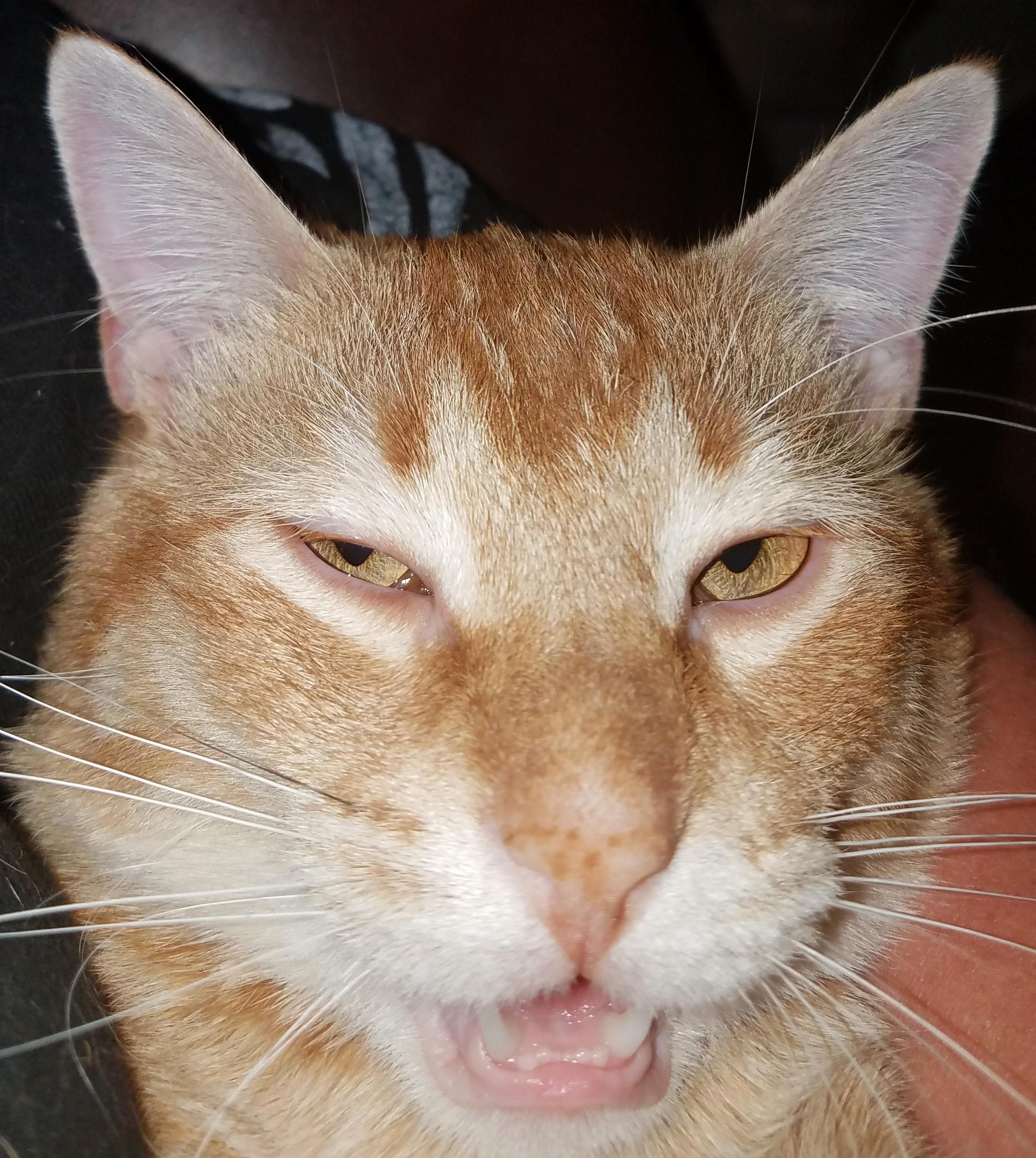 He Fell Asleep Trying to Bite Me.