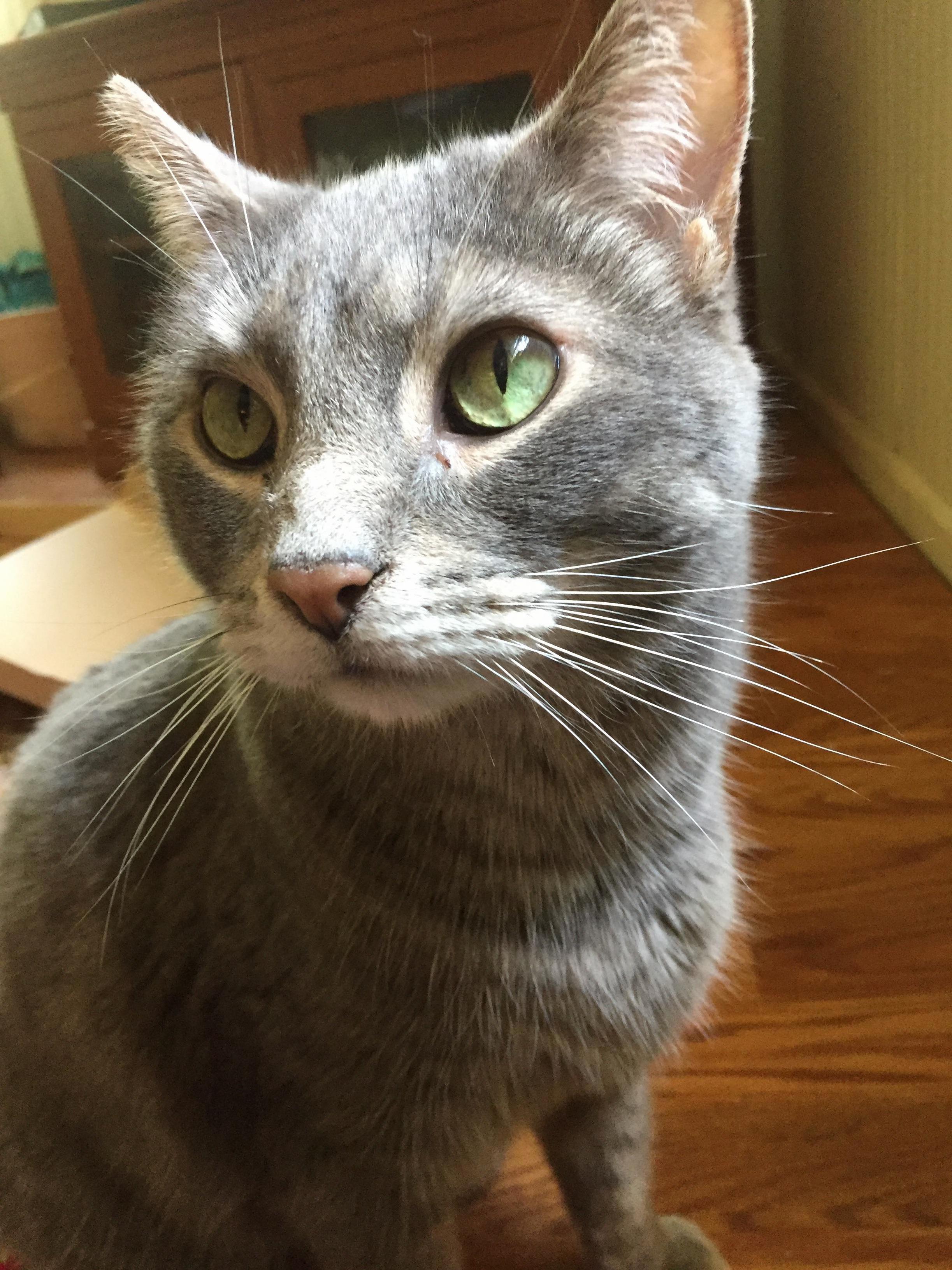 He Is a Good Kitty.