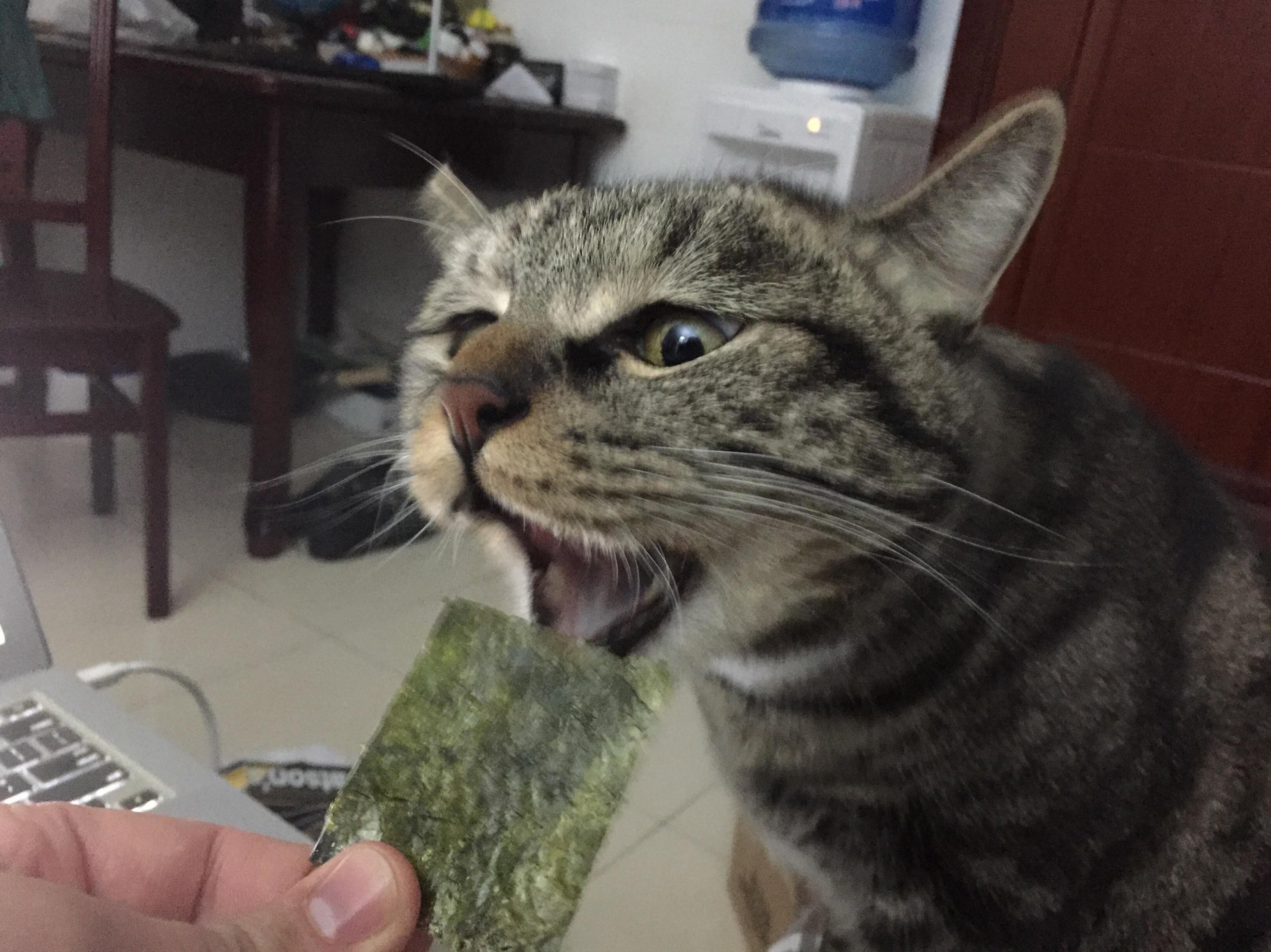 He Is Ambivalent Towards Sashimi-grade Salmon but Loves His Nori