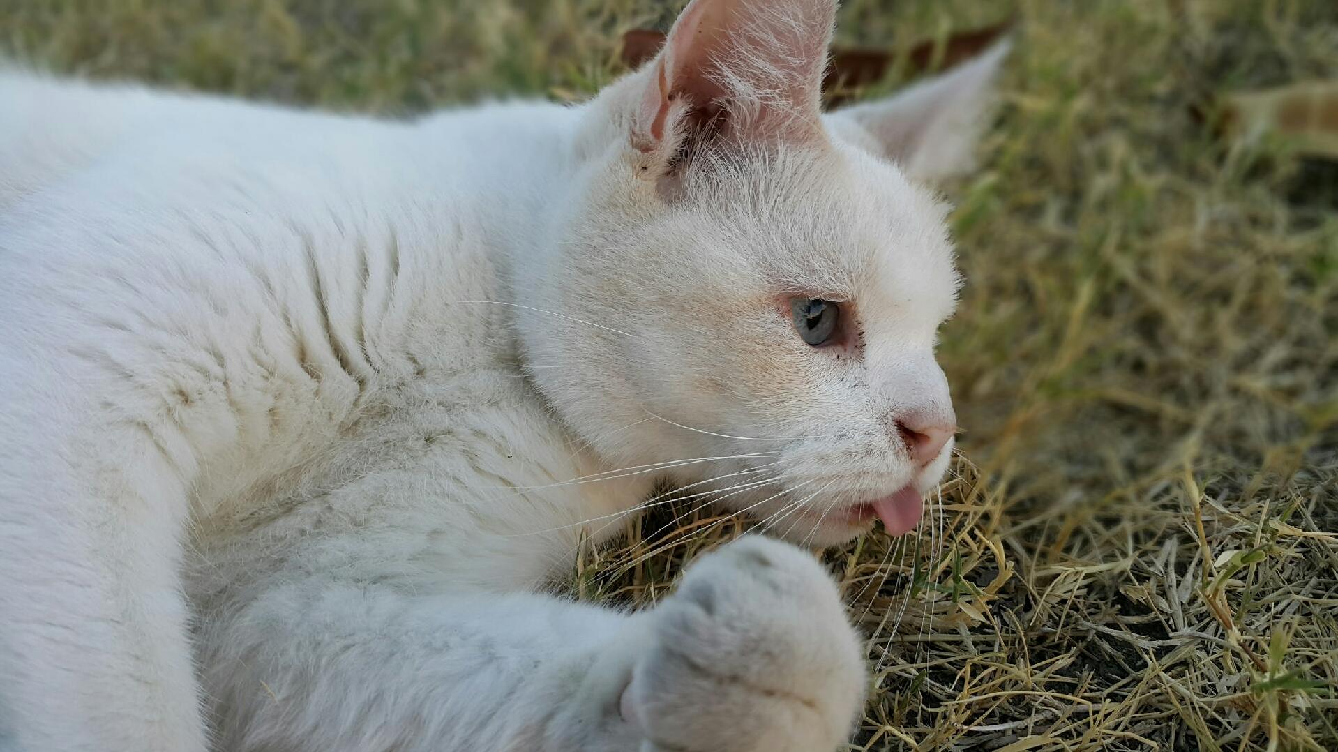 He Is Junior My Girlfriends One-eyed Cat. Incredibly Fotogenic Always Cute.