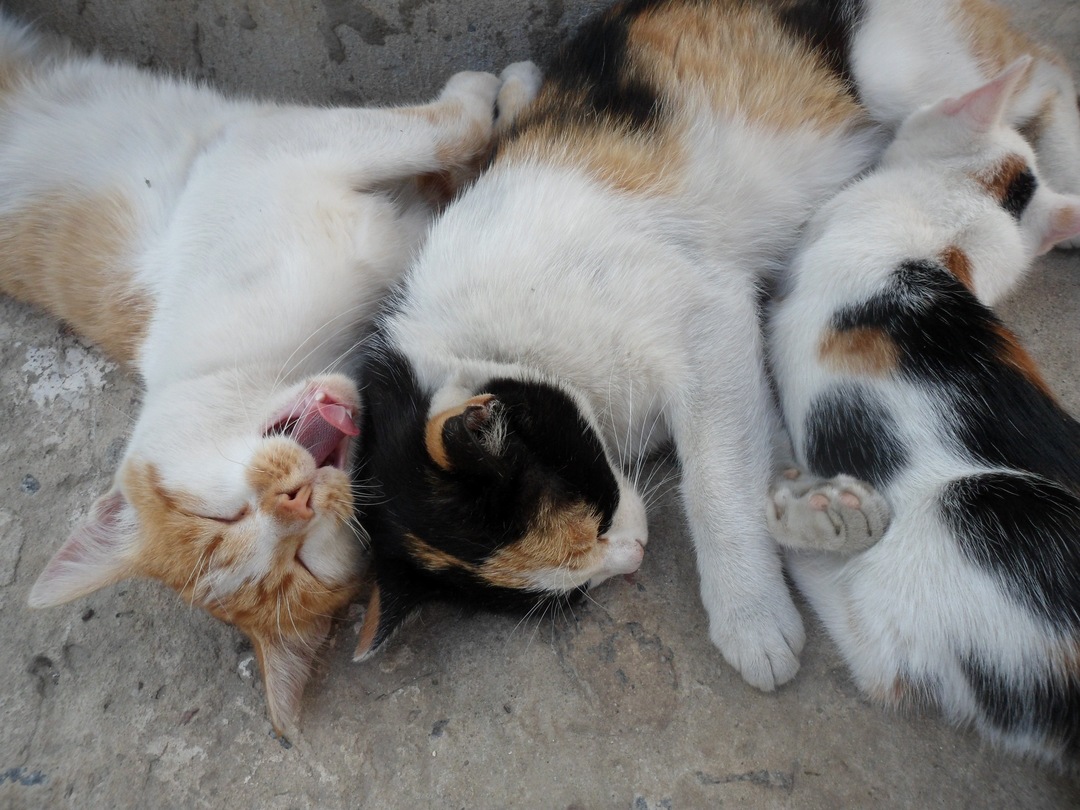 Heat Cats Rest.