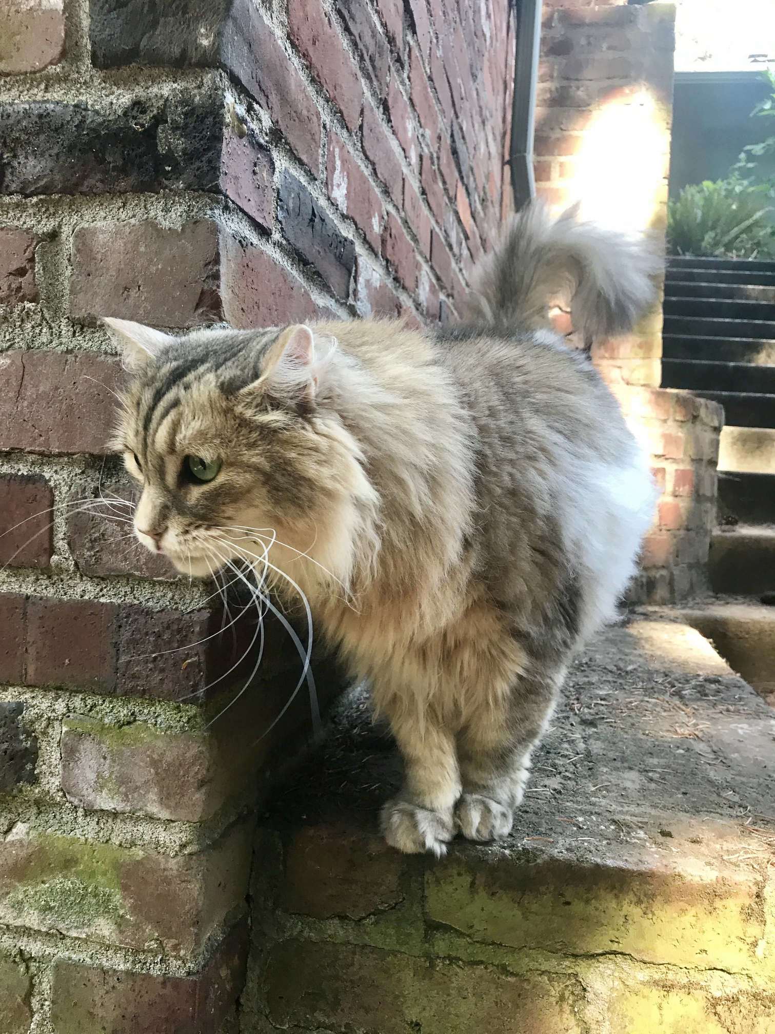 Helios Does Some Exploring at Our New Home.