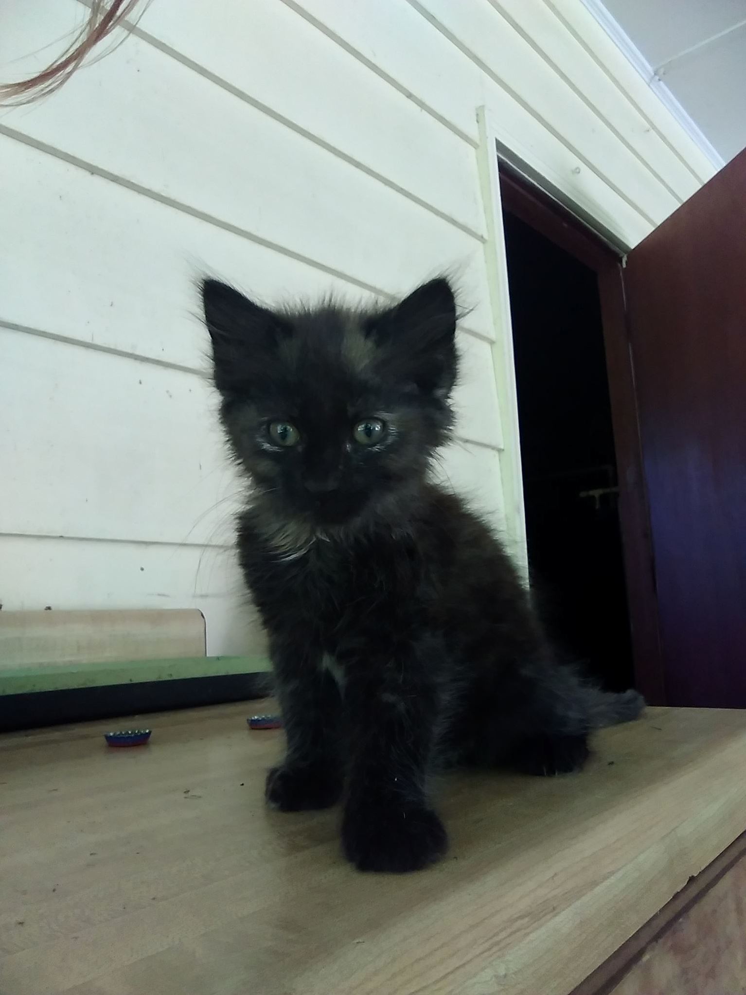Help Me Name This Friendly Little Soot Sprite