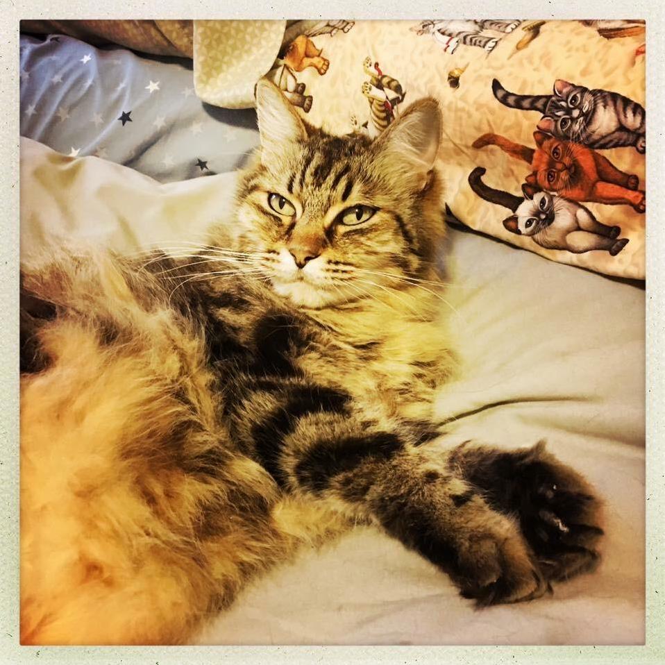 Herbie My Therapy Cat After a Busy Day Hanging Out at a Local Assisted Living Center.