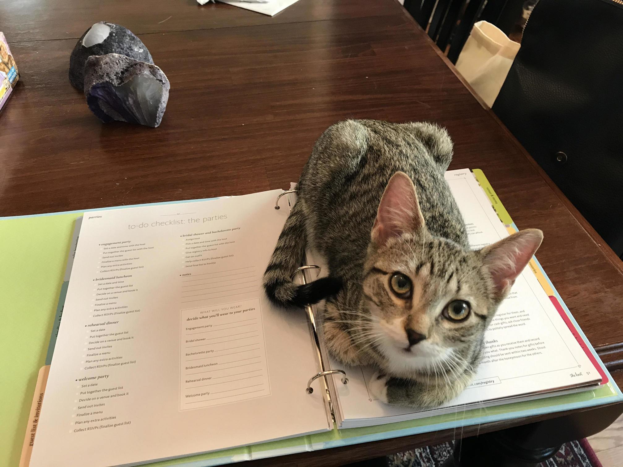 Here Mom Let Me Help You Wedding Plan