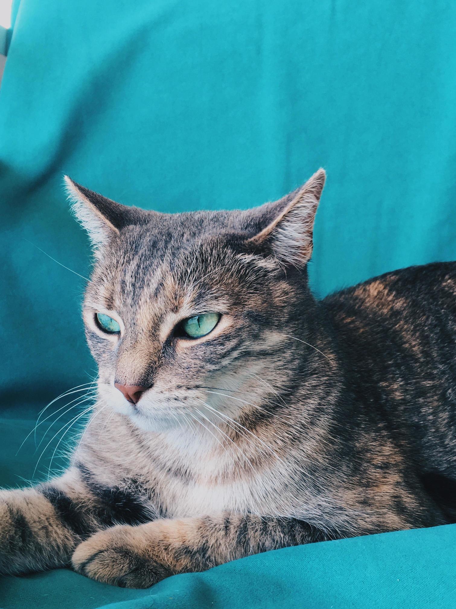Heres My Cute Cat Hope You Ll Like It