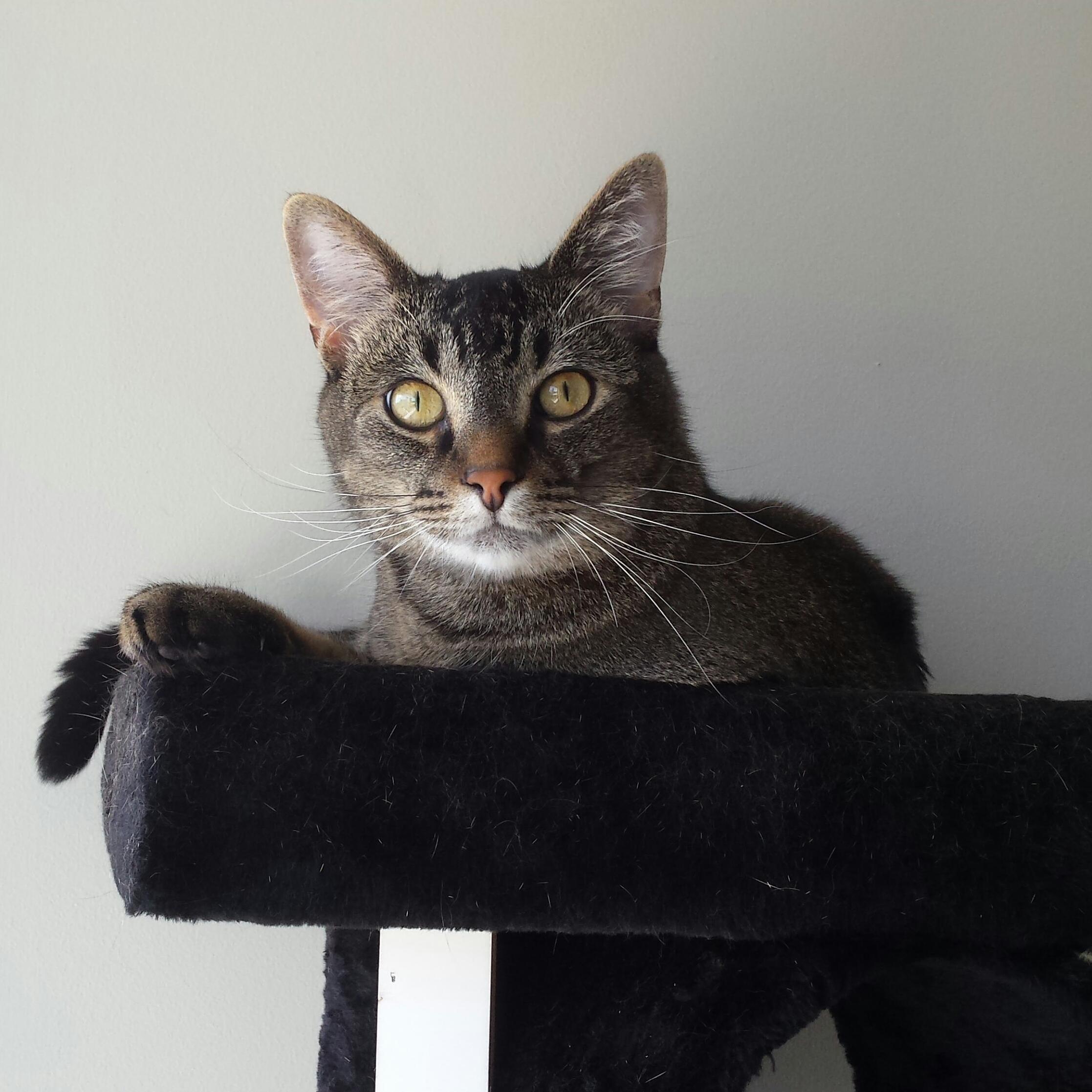 Hes a Good Cat.