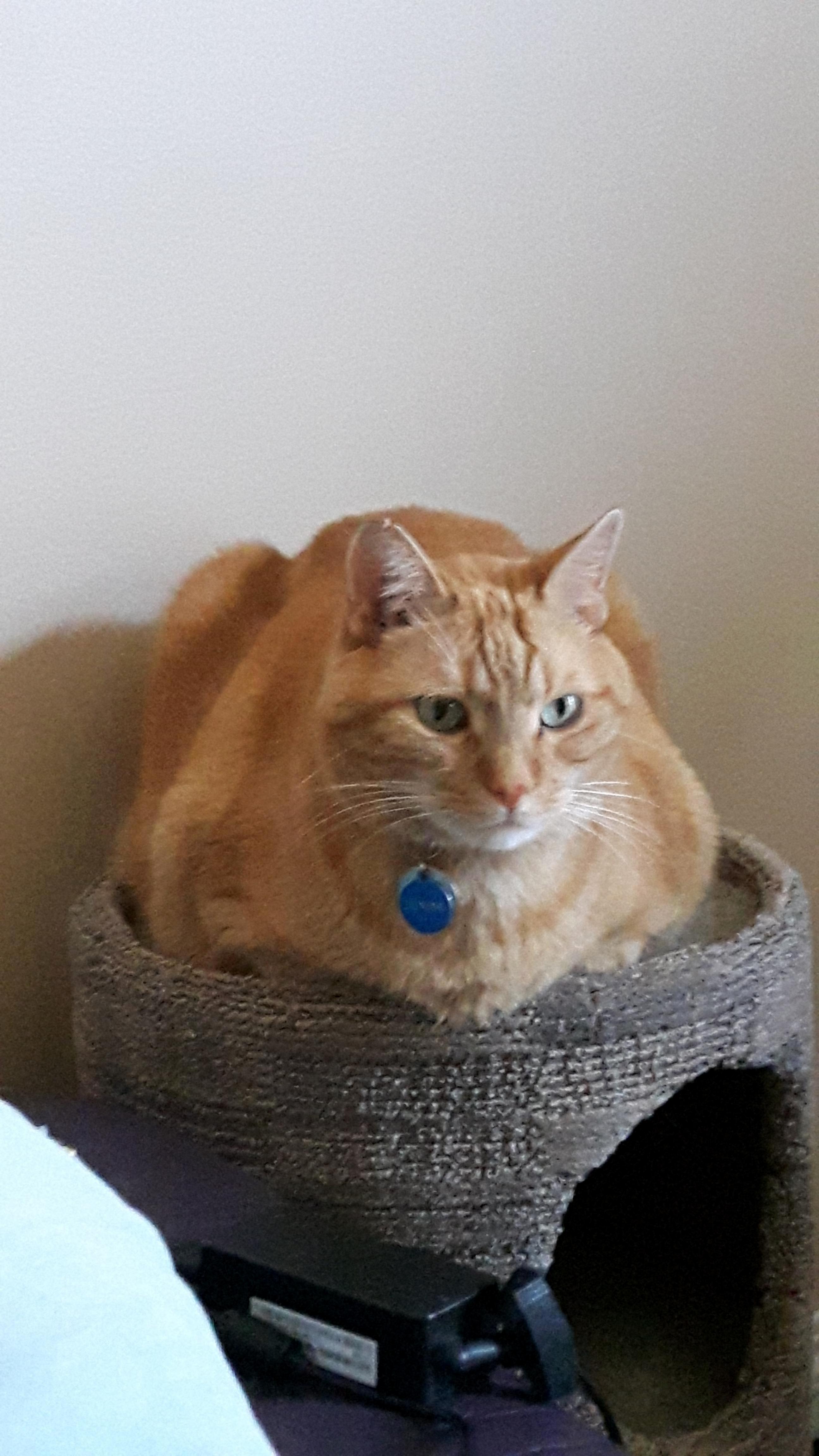 Hes So Fat Tho