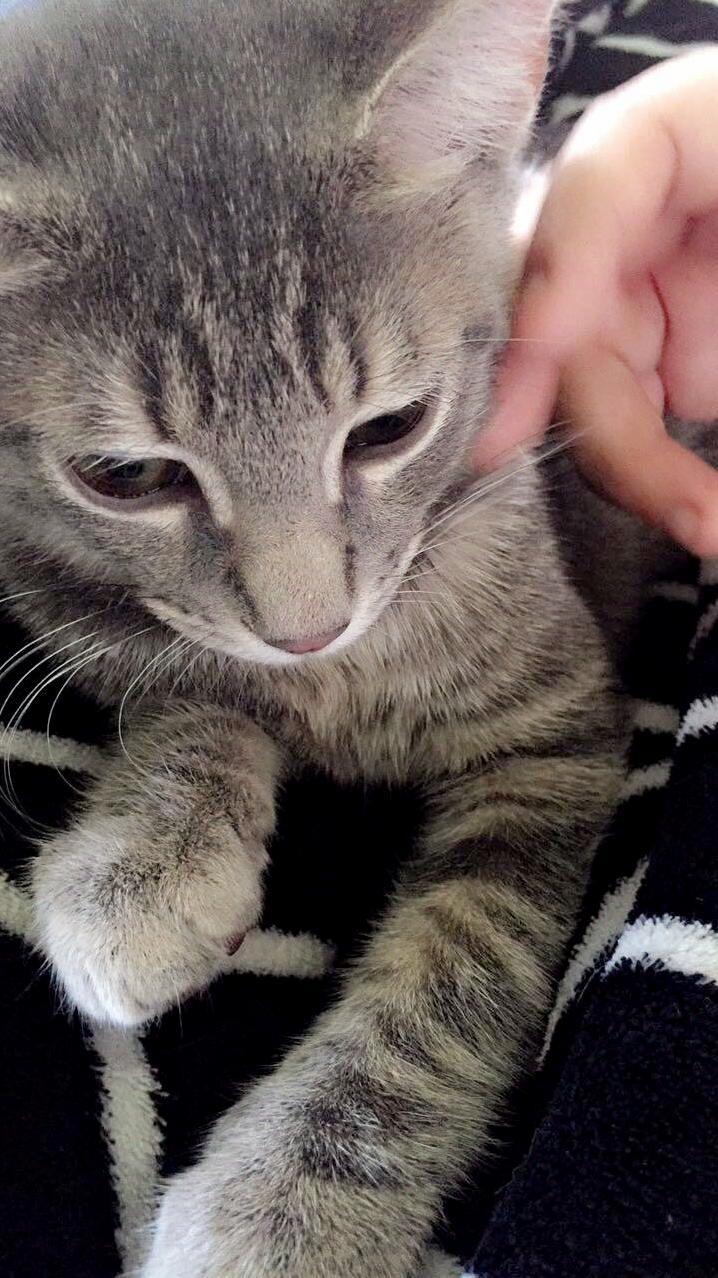 His Name Is Trouble Because I Had to Rescue Him from Another Cat in a Spider Filled Bush.