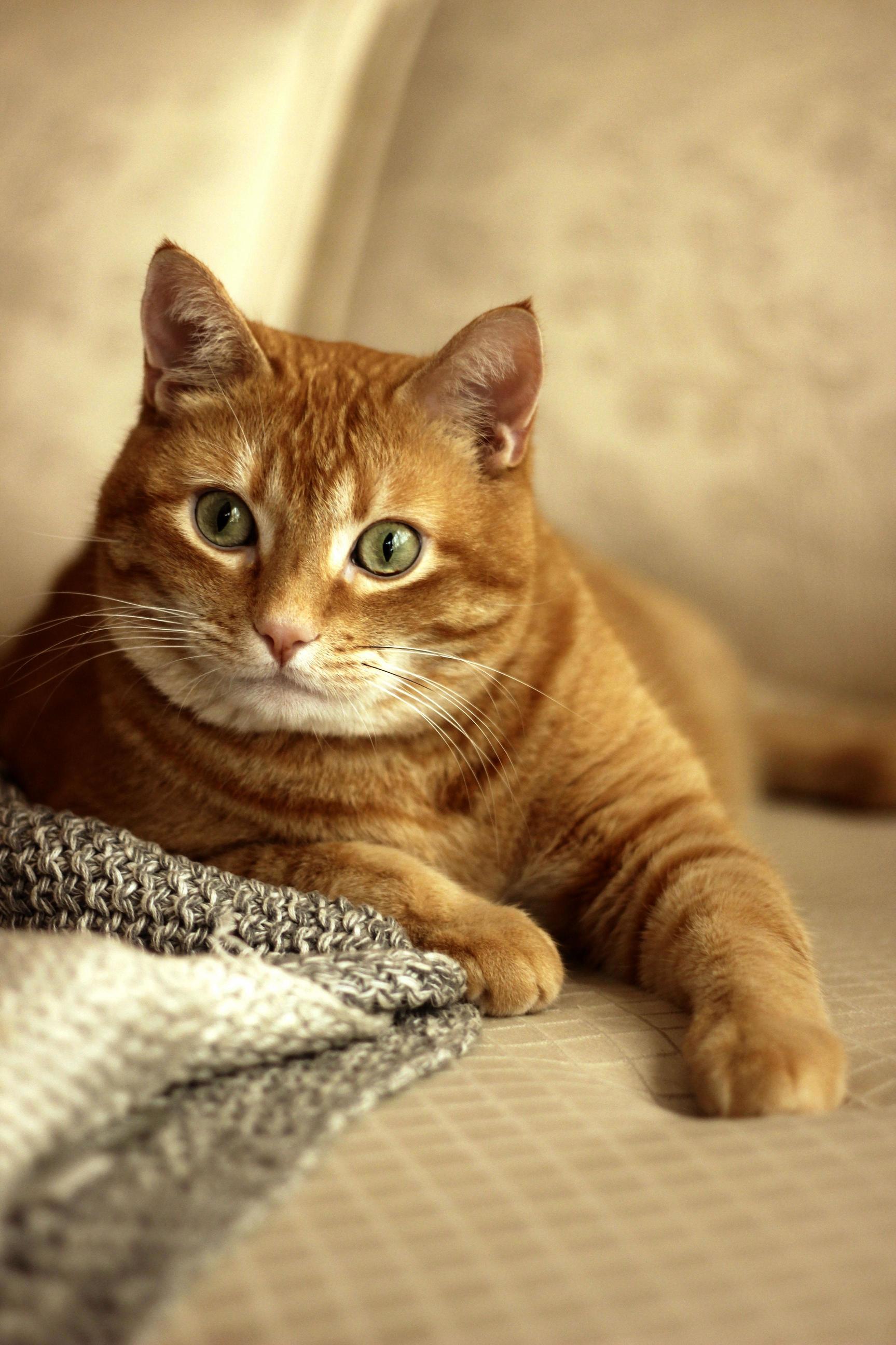 His Name Is Wellington