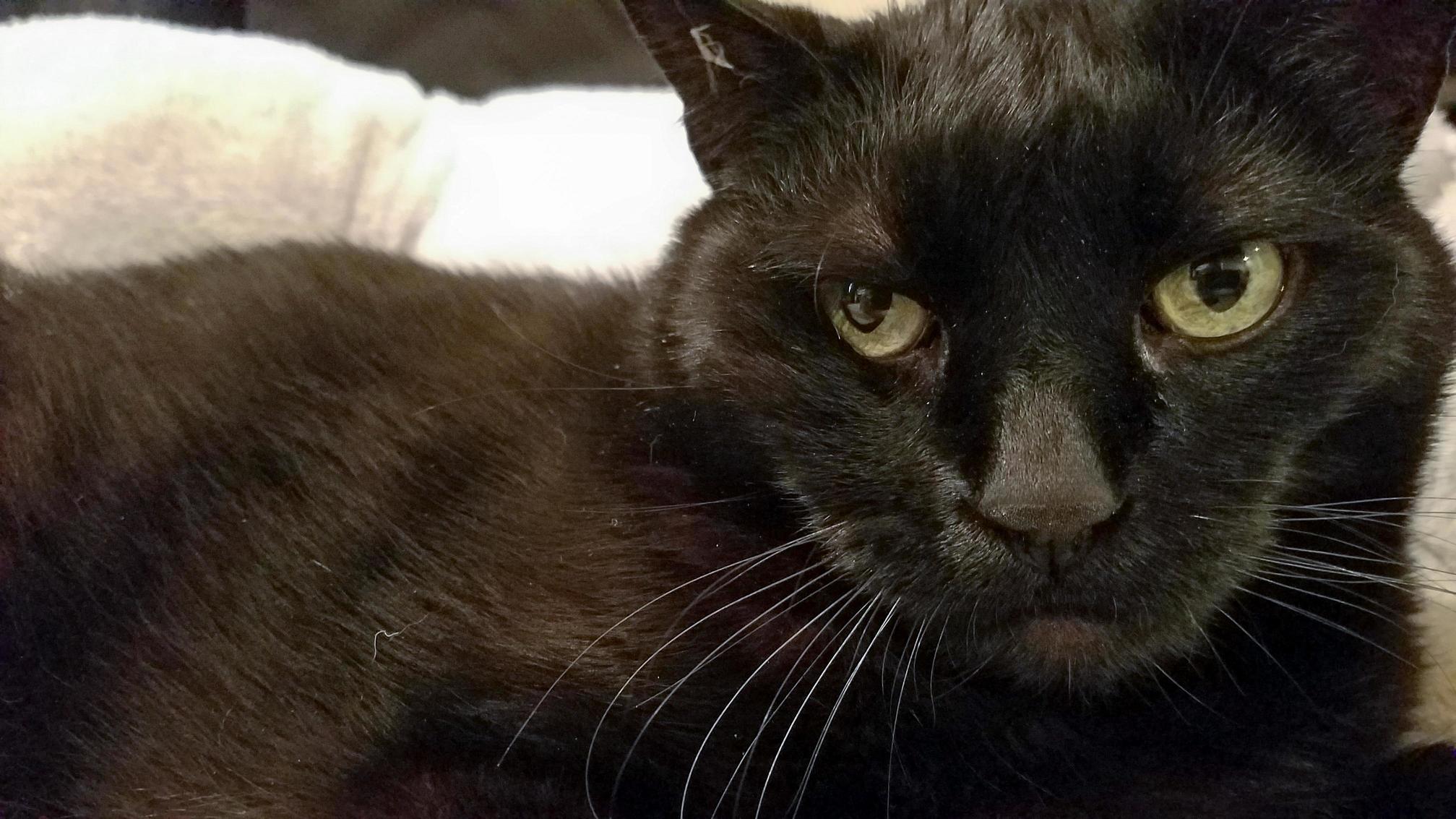 House Panther