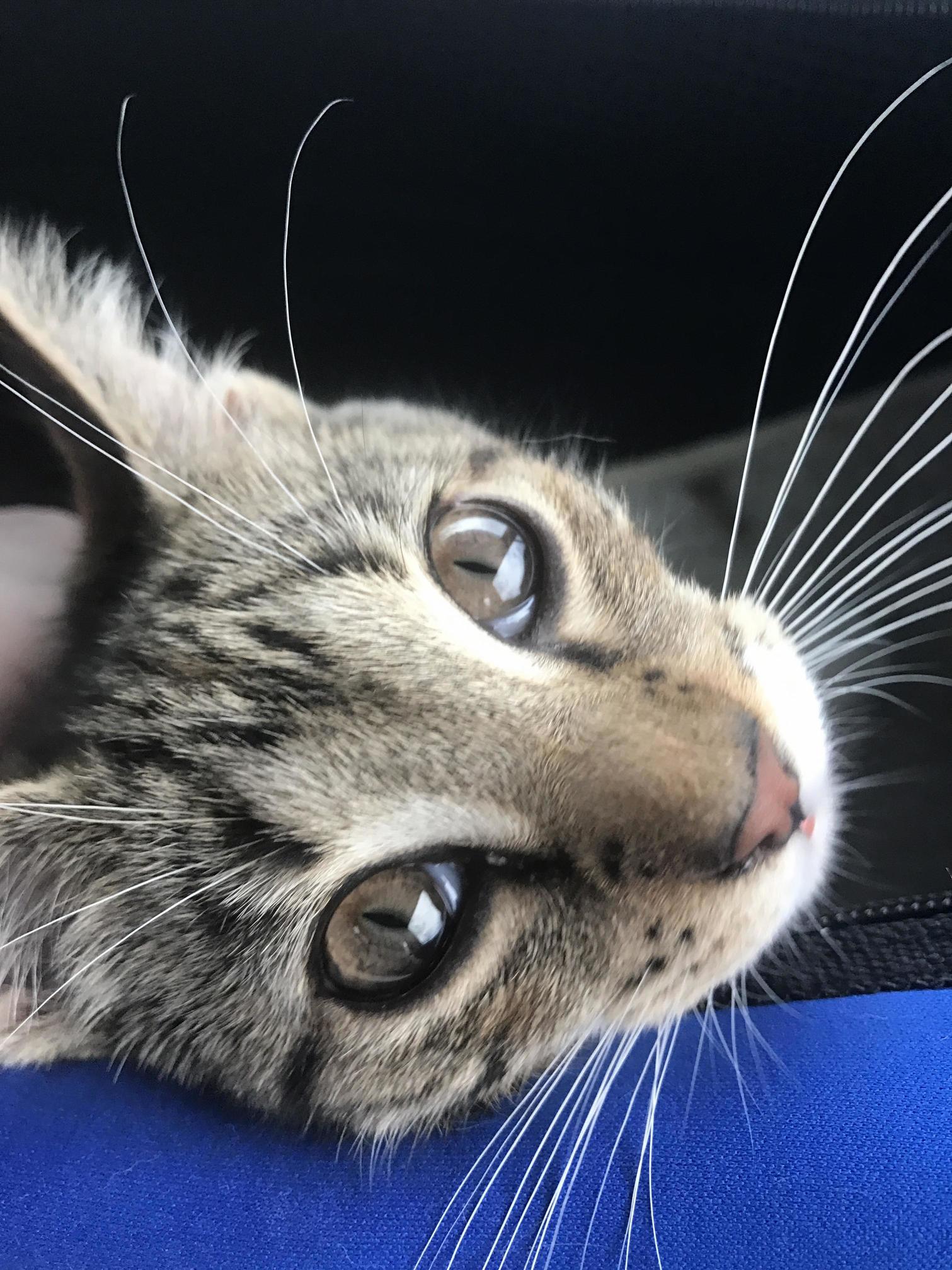 How Do I Tell Her Shes on the Way to Get Spayed...