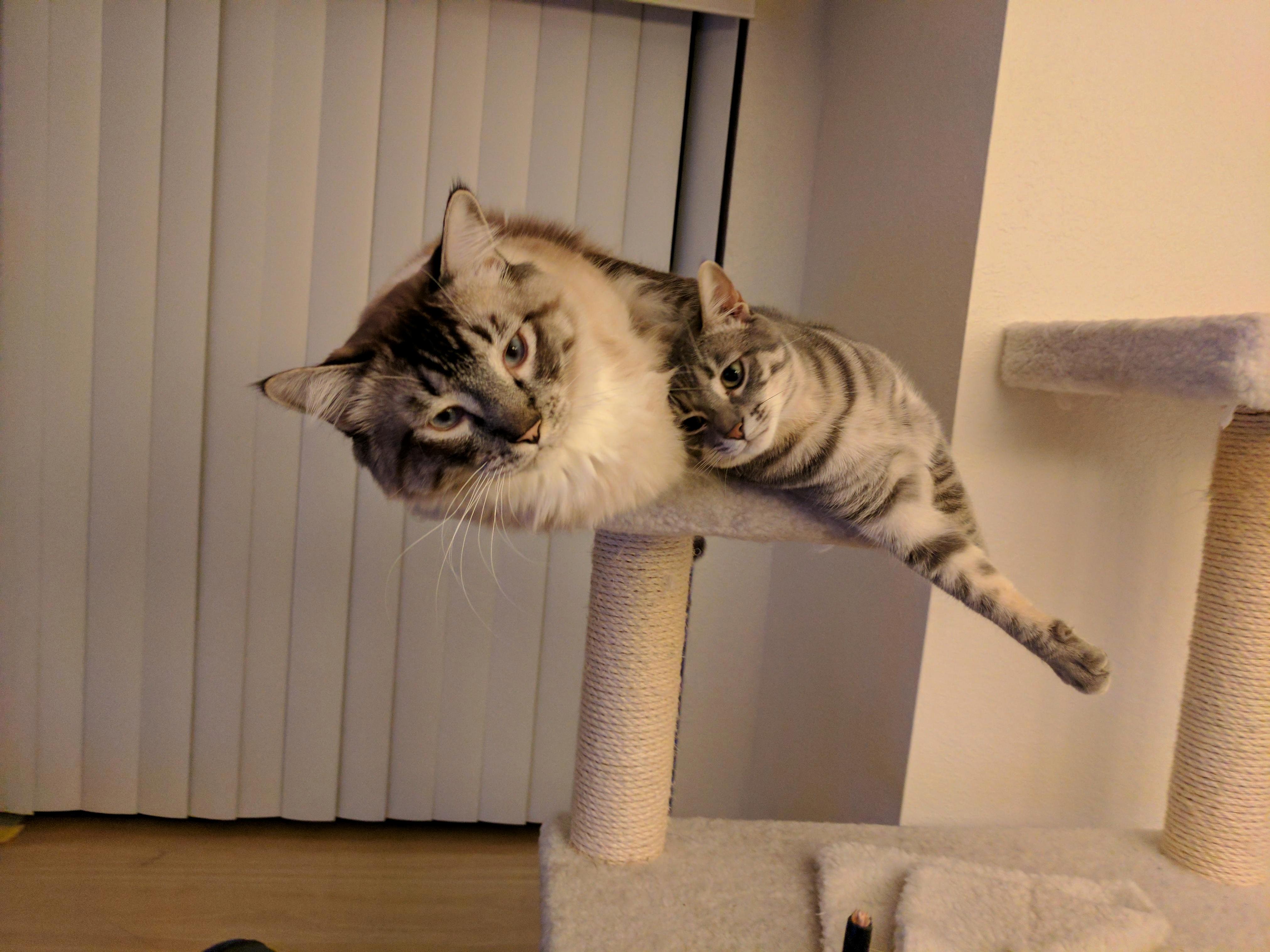 How Is This Even Remotely Comfortable