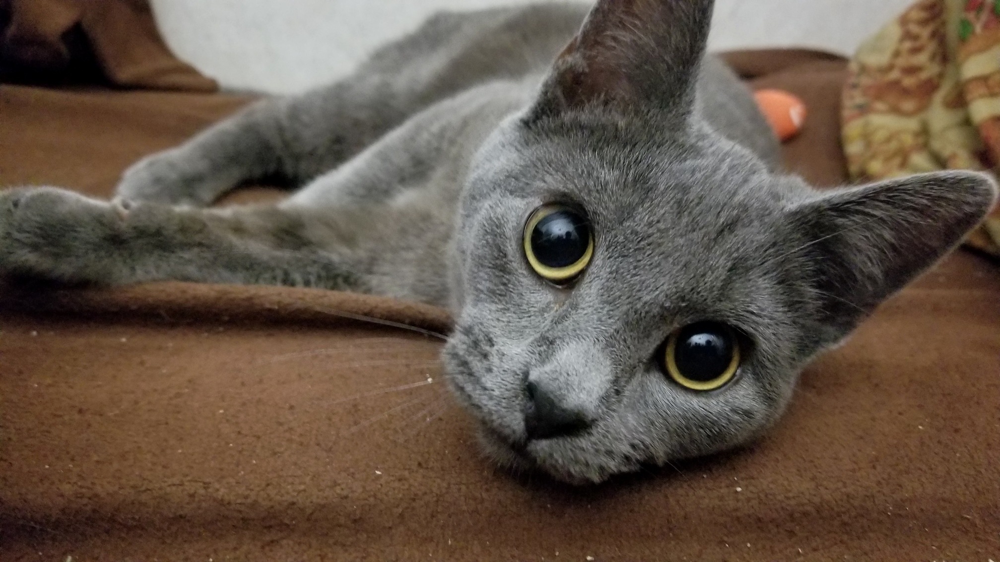 I Cant Stop Staring Into Those Eyes. Send Help.