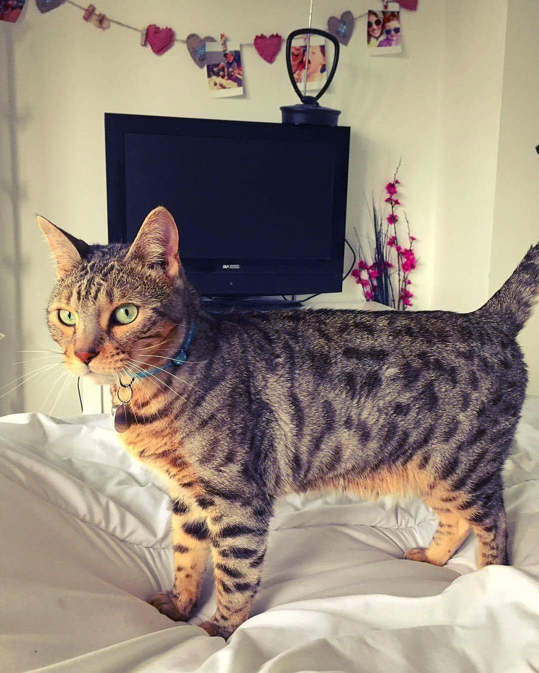 I Could Paint This Majestic Little Man and Frame the Painting Above a Fireplace. Say Hi to Opie