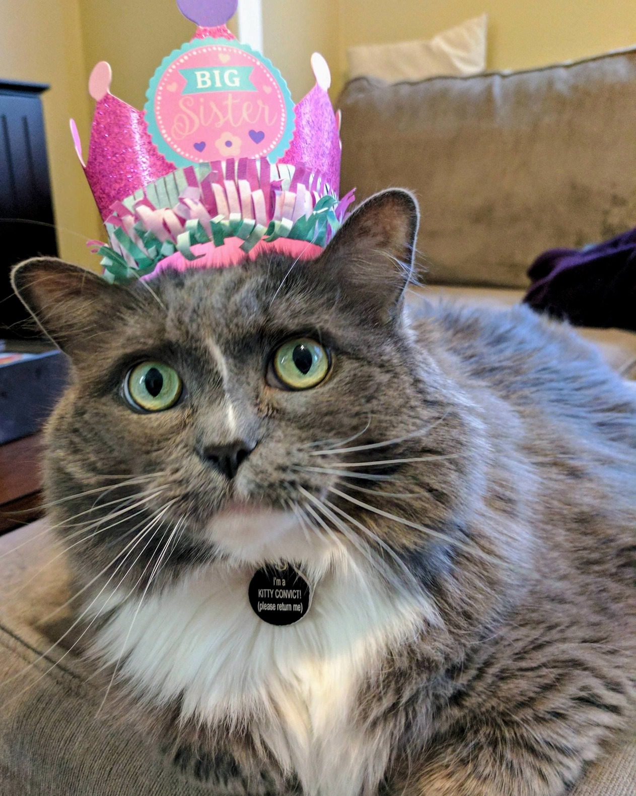 I Felt Left Out I with My Friends Posting Their Baby Announcements So I Posted an Expecting Announcement of My Own.....were Getting a Kitten.