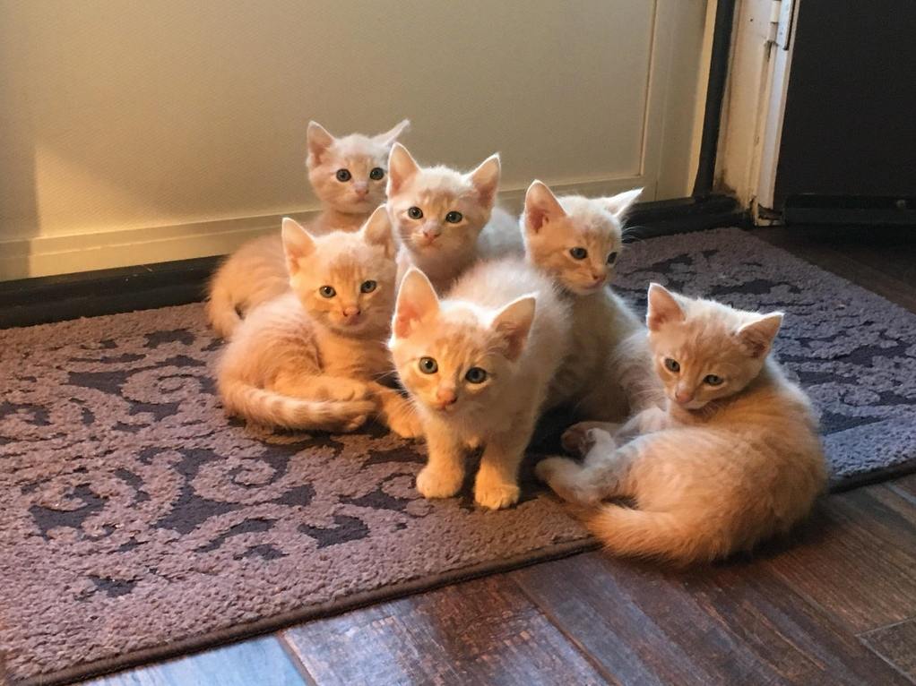 I Found a Cat and a Month Later This Happened