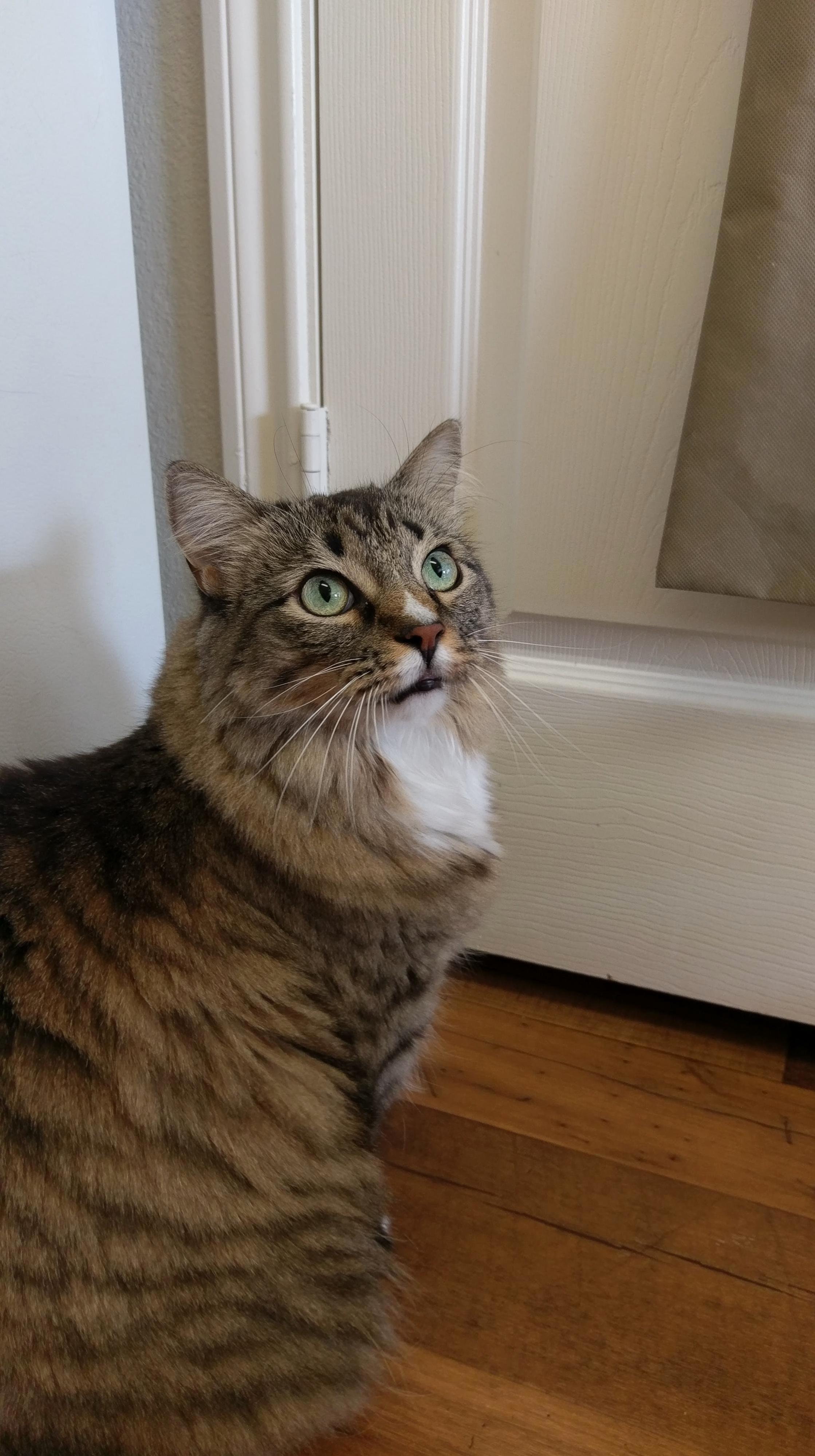I Know the Treats Are in There. and I Want One