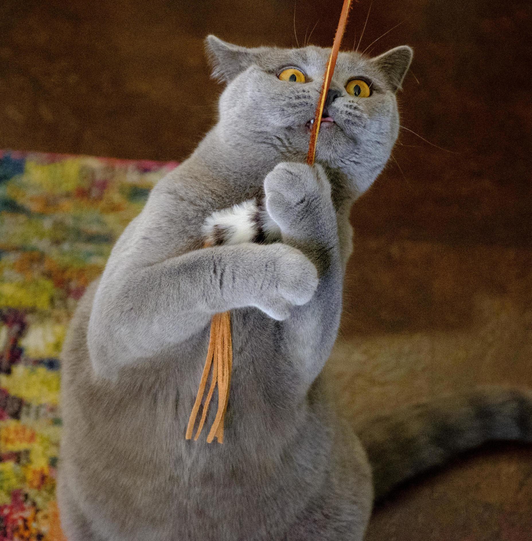 I Love My Cat but Sometimes Shes Special.
