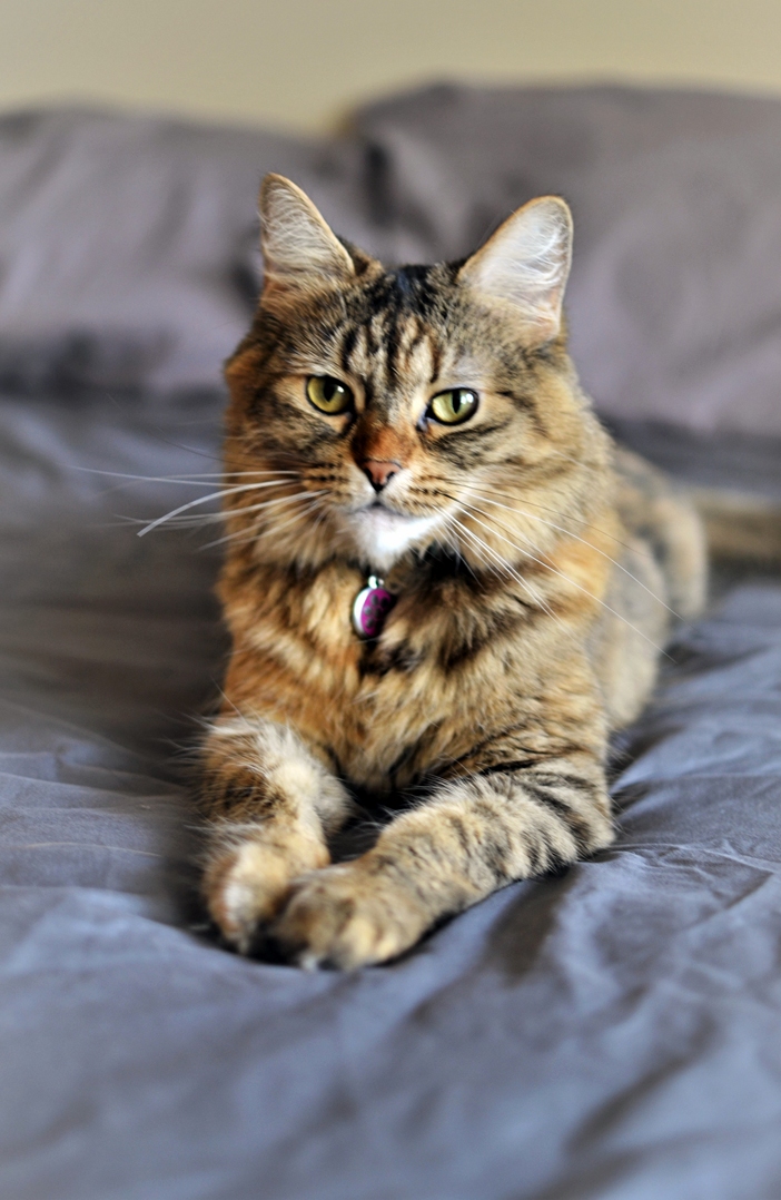 I Own 51 Purrcent of These Lands