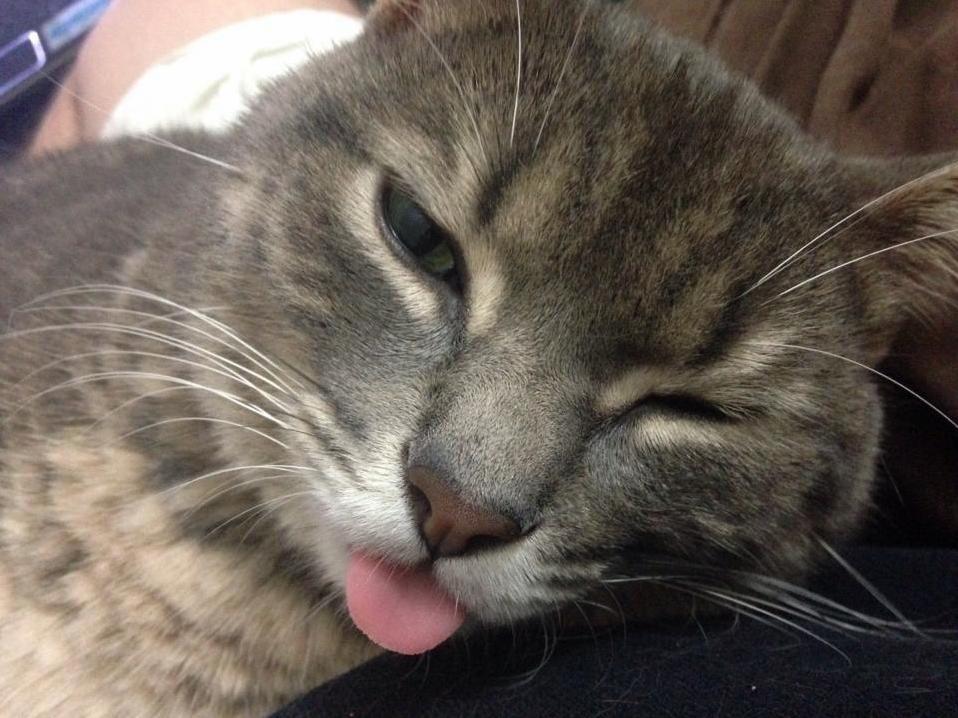 I Promise My Cat Was Not Drunk in This Picture