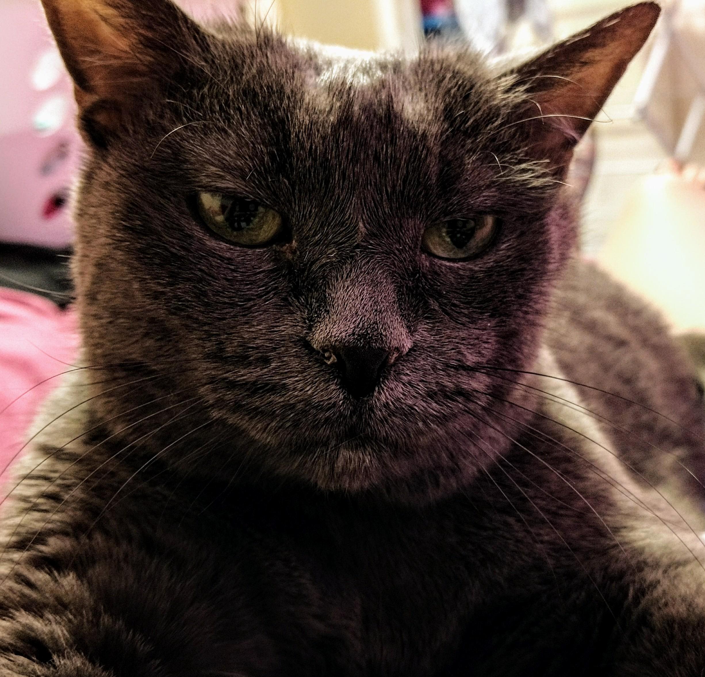 I Stopped Petting Her Long Enough to Take This Picture. She Was Displeased.