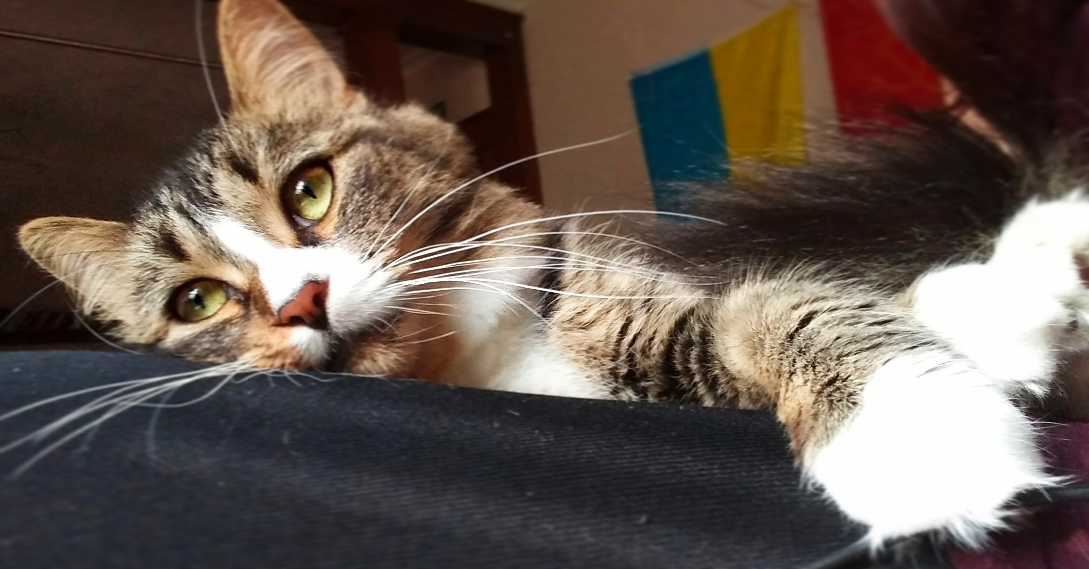 I Stopped Petting Him Just Long Enough to Take a Picture and Was Treated to This Dramatic Far-away Stare.