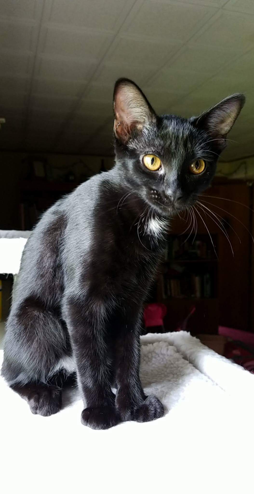 I Think Iris Might Be Part Oriental Short Hair What Do You Guys Think