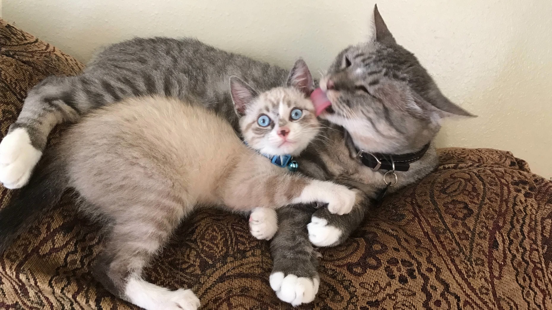 I Think Peter Likes the New Kitten in the House.