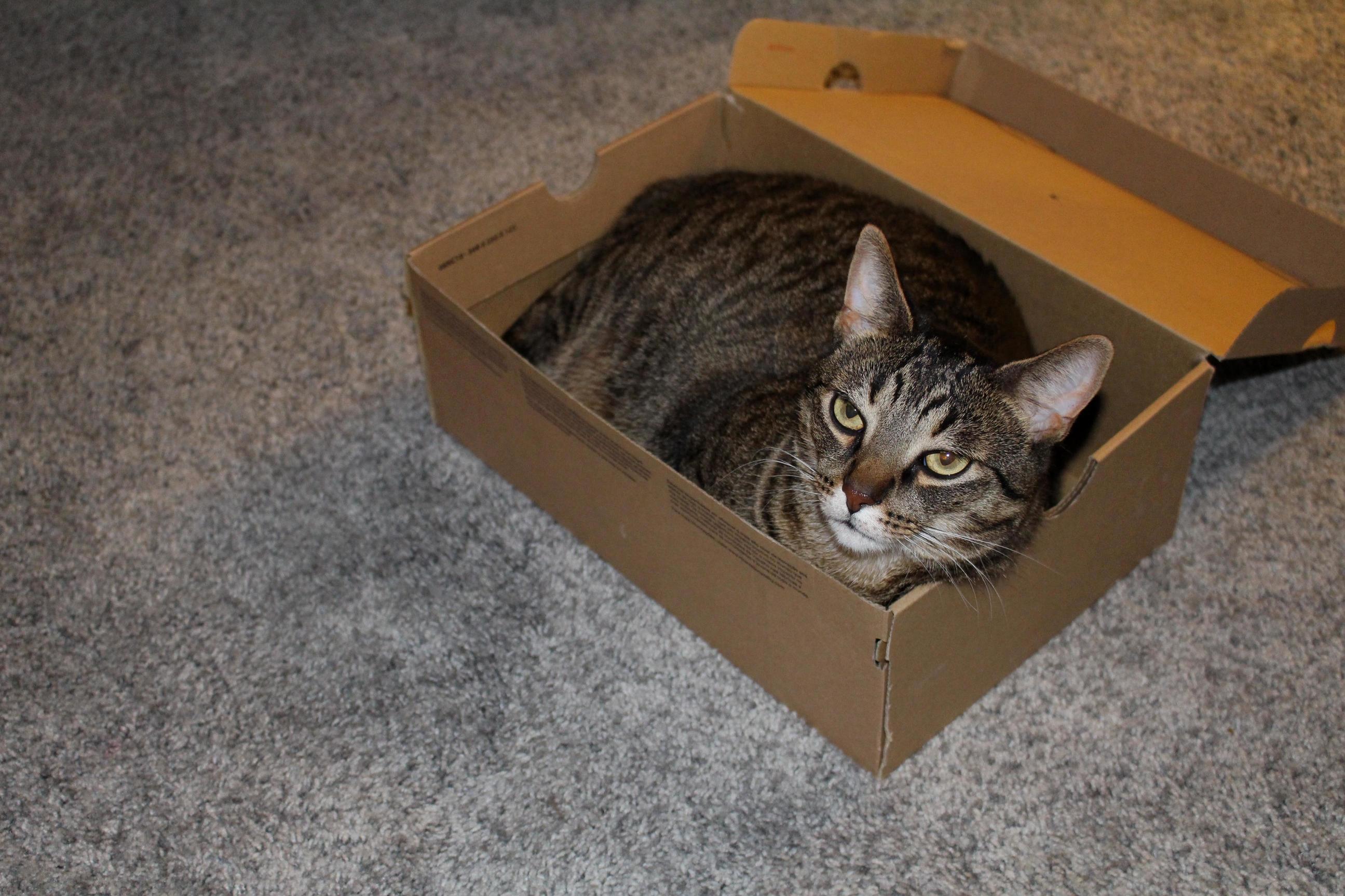 If I Fits I Sits