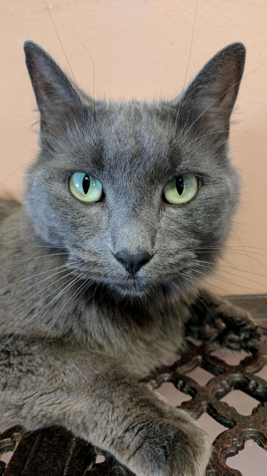 Im Skittish and Flighty but I Ll Muscle Out the Dog to Lay on Your Chest. Meet Divinia Rose.