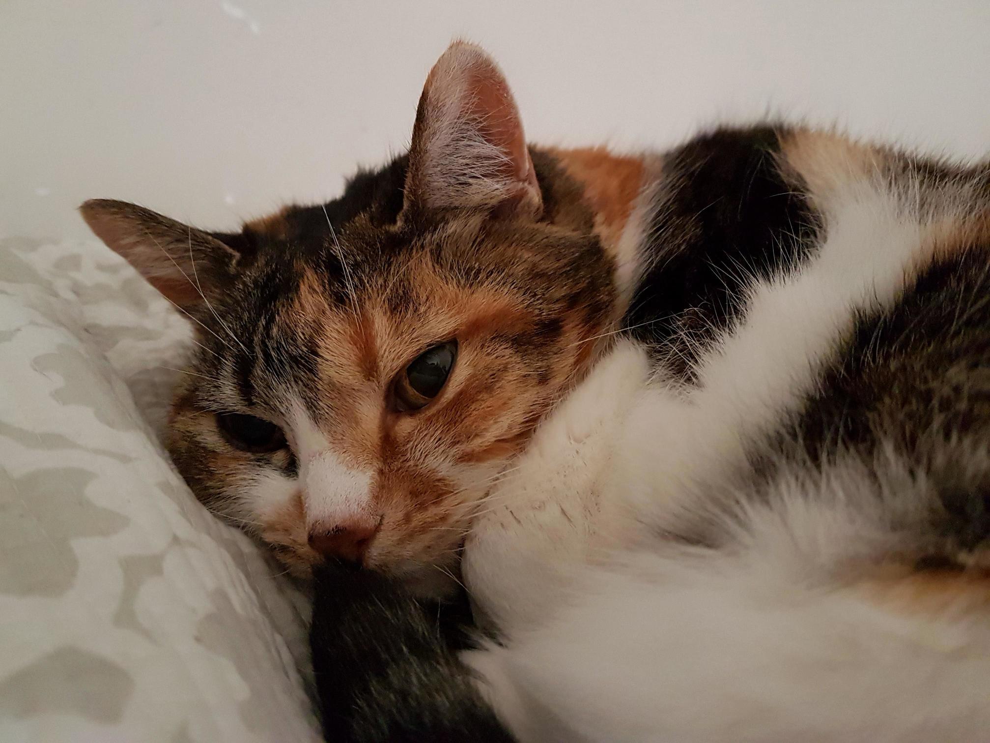 Its Been Cold and Raining for Several Days Now So Amber Is Very Happy to Stay Inside and Sleep.
