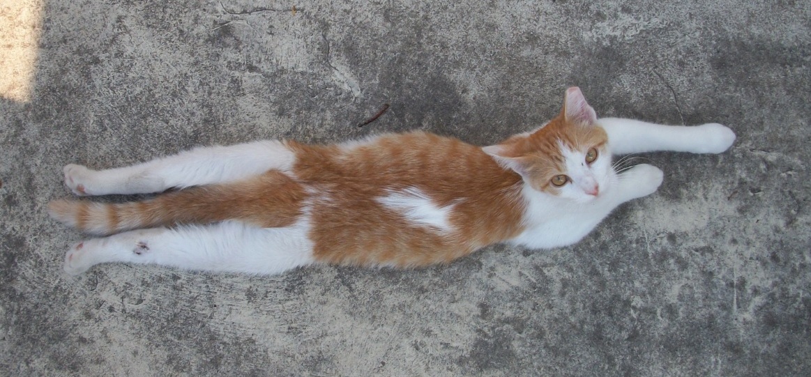 Junior Laying Out Flat Like a Goofball and Enjoying the Cool Concrete This Evening
